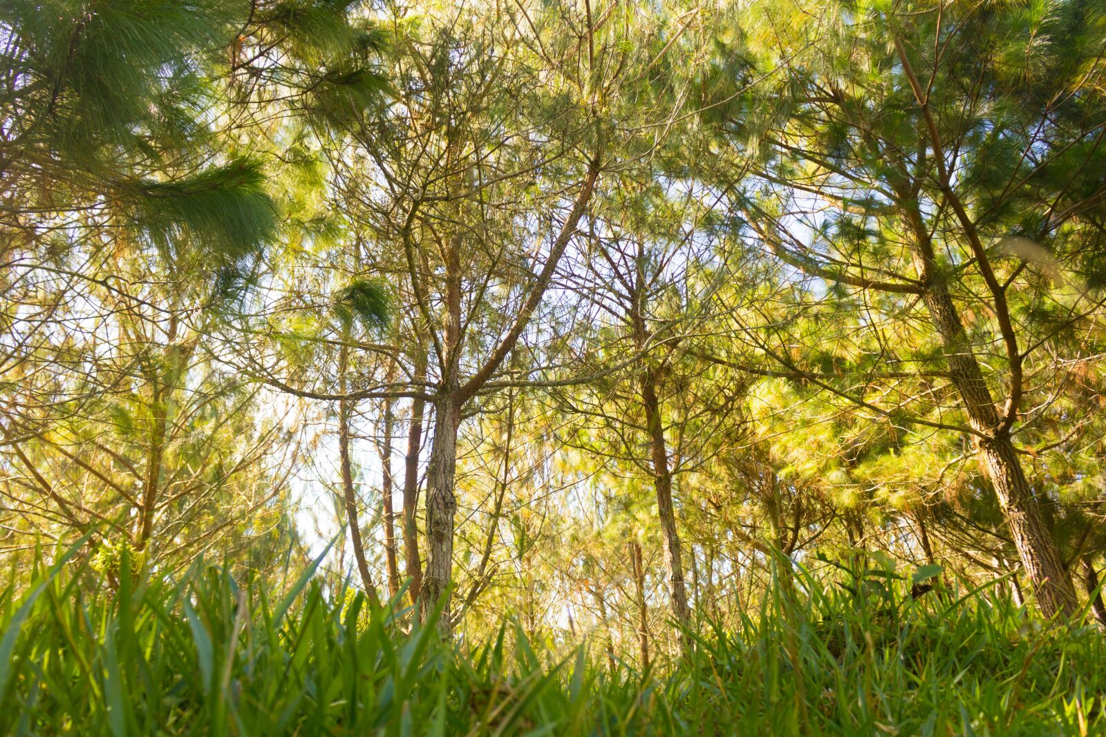 Canon EOS 750D (EOS Rebel T6i / EOS Kiss X8i) sample photo. Forest, pine, green nature photography