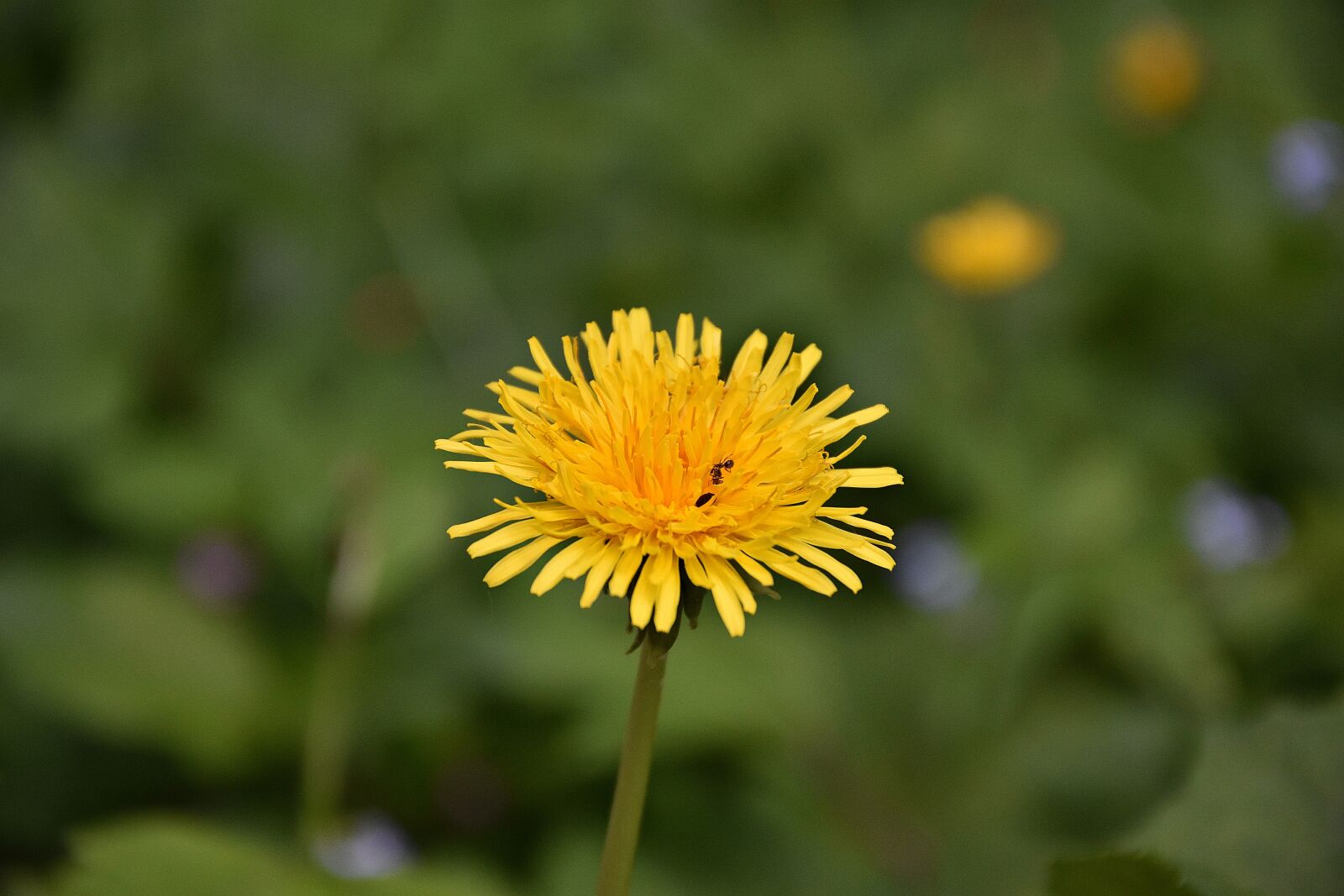 Nikon D3400 sample photo. Dandelion, macro photography
