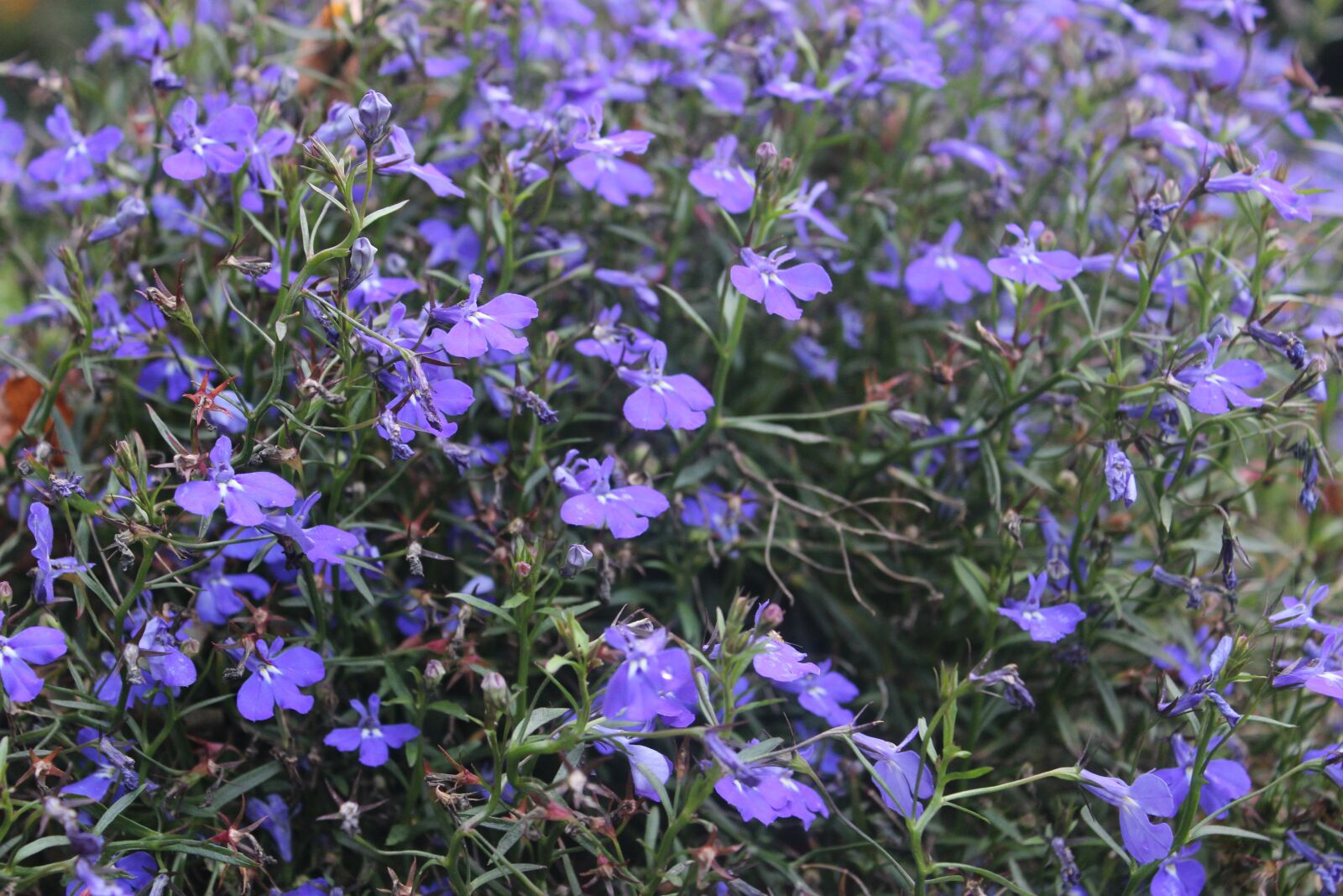 Canon EOS 600D (Rebel EOS T3i / EOS Kiss X5) sample photo. Flowers, blue, nature photography