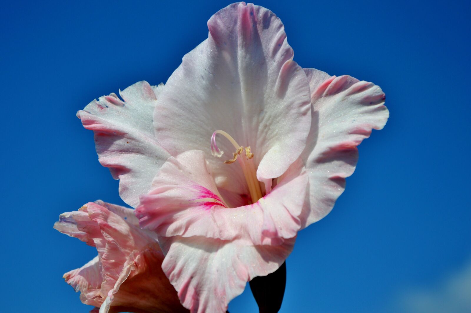 Nikon D3200 sample photo. Gladiolus, gladidus, butterfly greenhouse photography