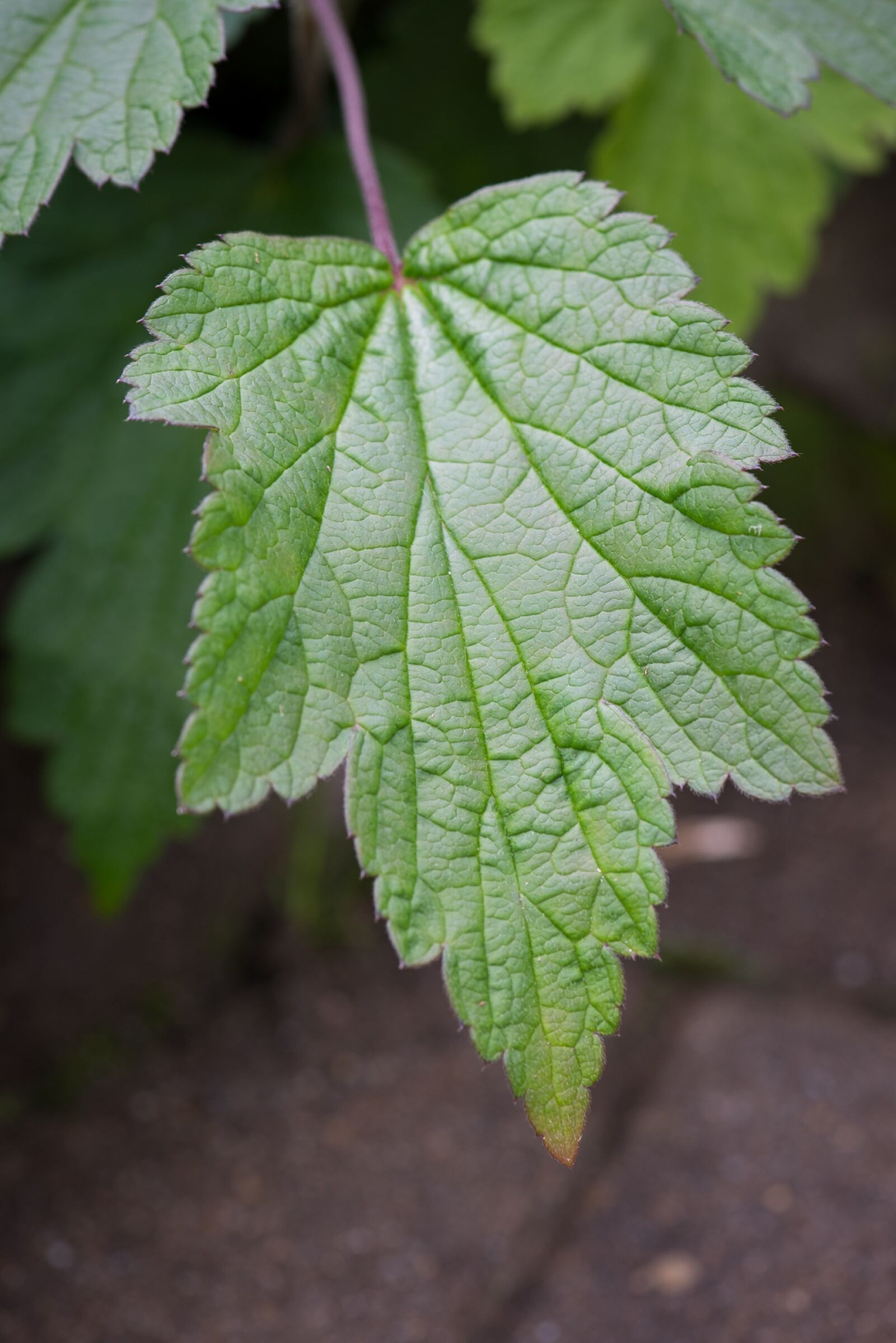 Nikon D750 sample photo. Leaf, green, green leaf photography
