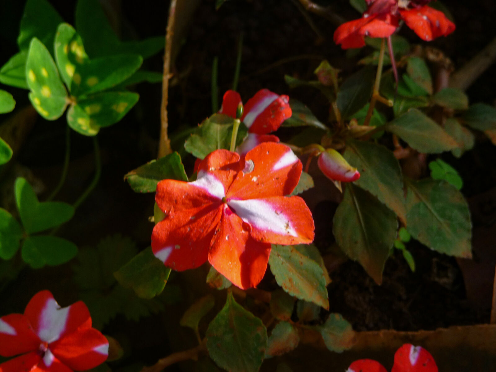 Panasonic Lumix DMC-TZ5 sample photo. Beautiful, flower, flower, red photography