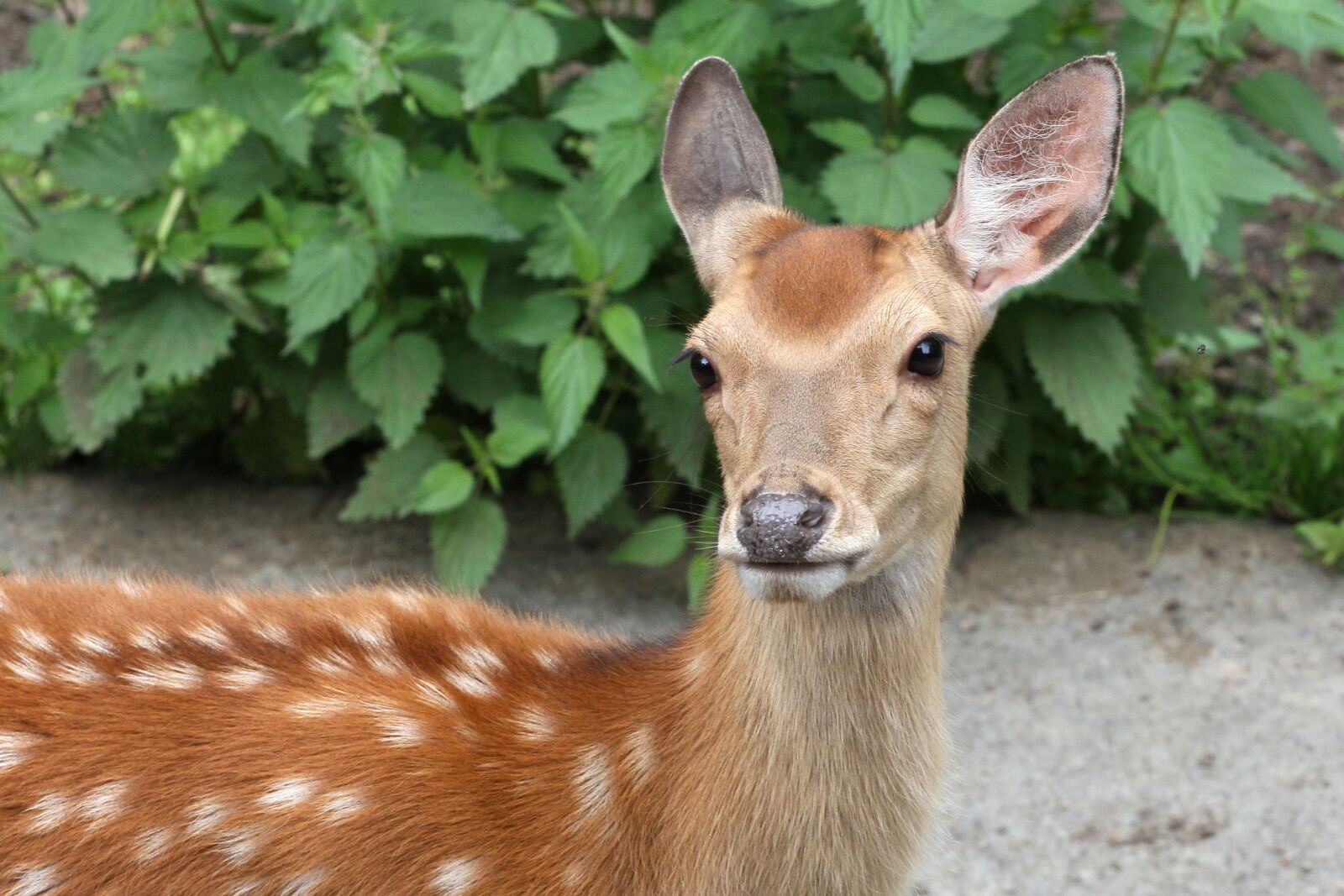 Canon EOS 60D sample photo. Roe deer, baby, wild photography