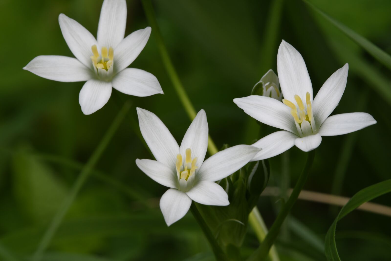 Nikon D7500 sample photo. Flowers, prato, white photography