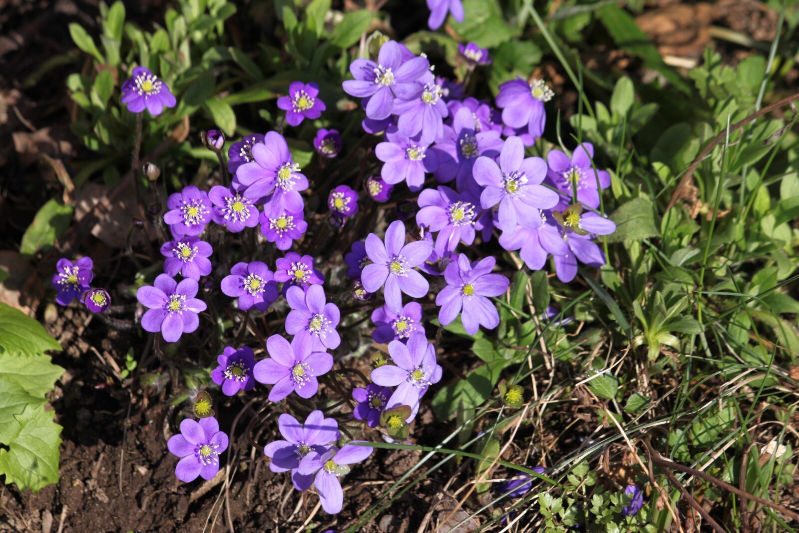 Canon EOS 500D (EOS Rebel T1i / EOS Kiss X3) sample photo. Hepatica, spring flowers, nature photography