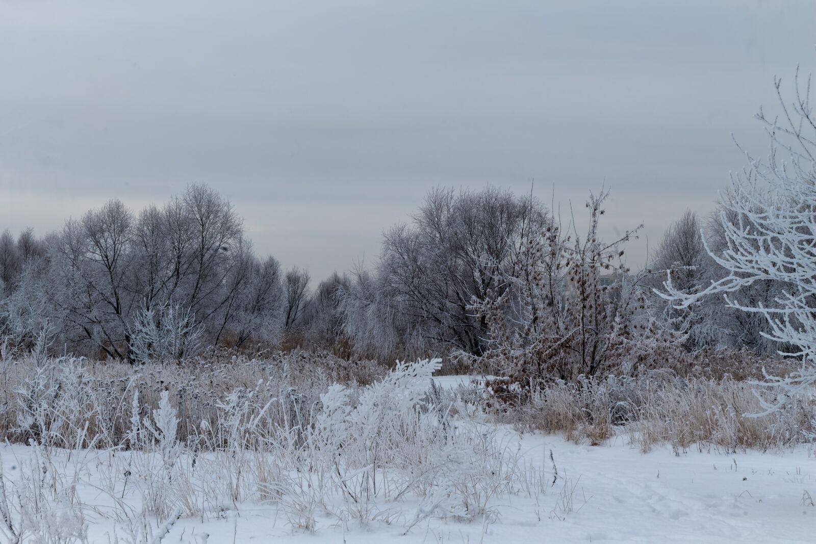 Canon EF-S 18-55mm F3.5-5.6 IS sample photo. Winter, trees, nature photography