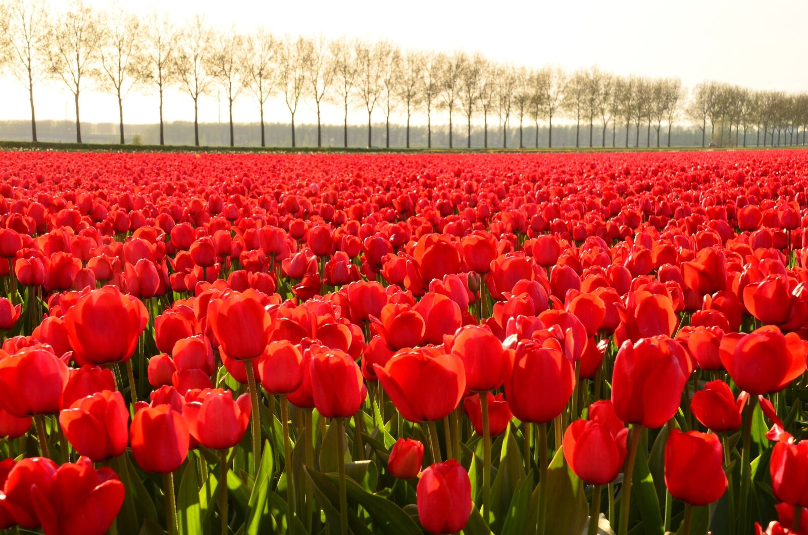 Nikon D5100 sample photo. Tulips, flowers, landscaping photography