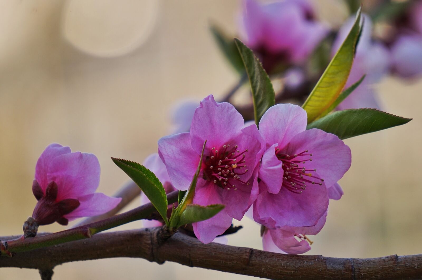 Sony Alpha a5000 (ILCE 5000) + Sony E 55-210mm F4.5-6.3 OSS sample photo. Copy flower, spring, peach photography