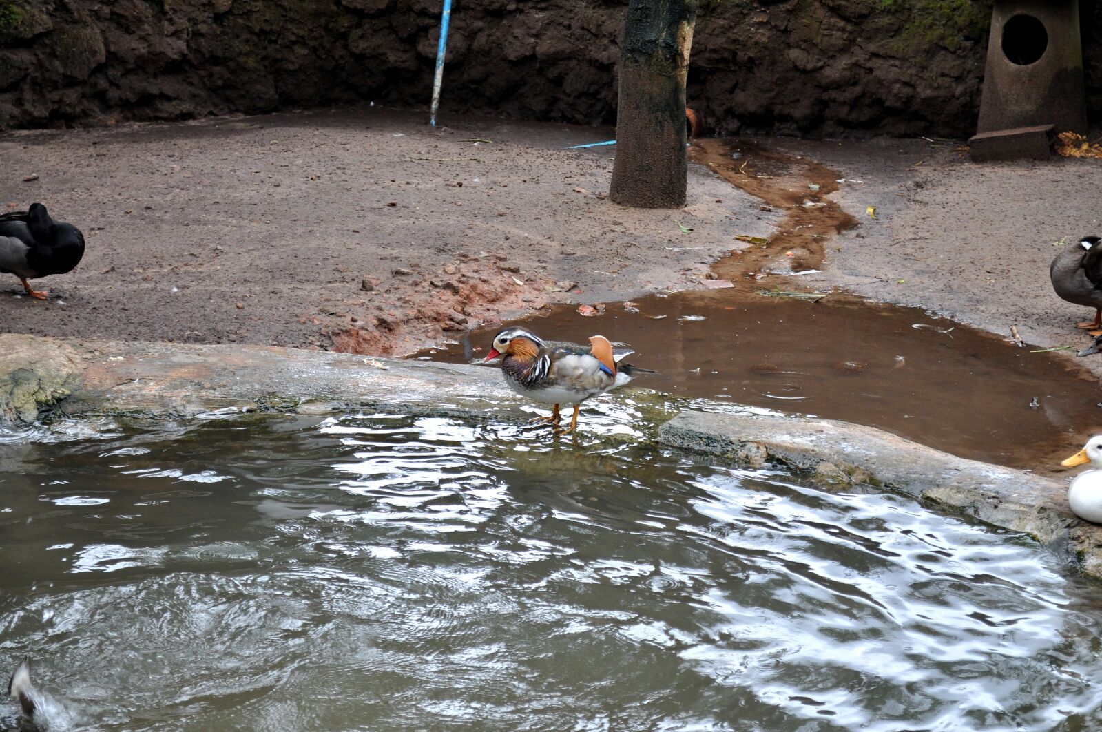 Nikon D5000 sample photo. Nice looking, ducks, zoo photography