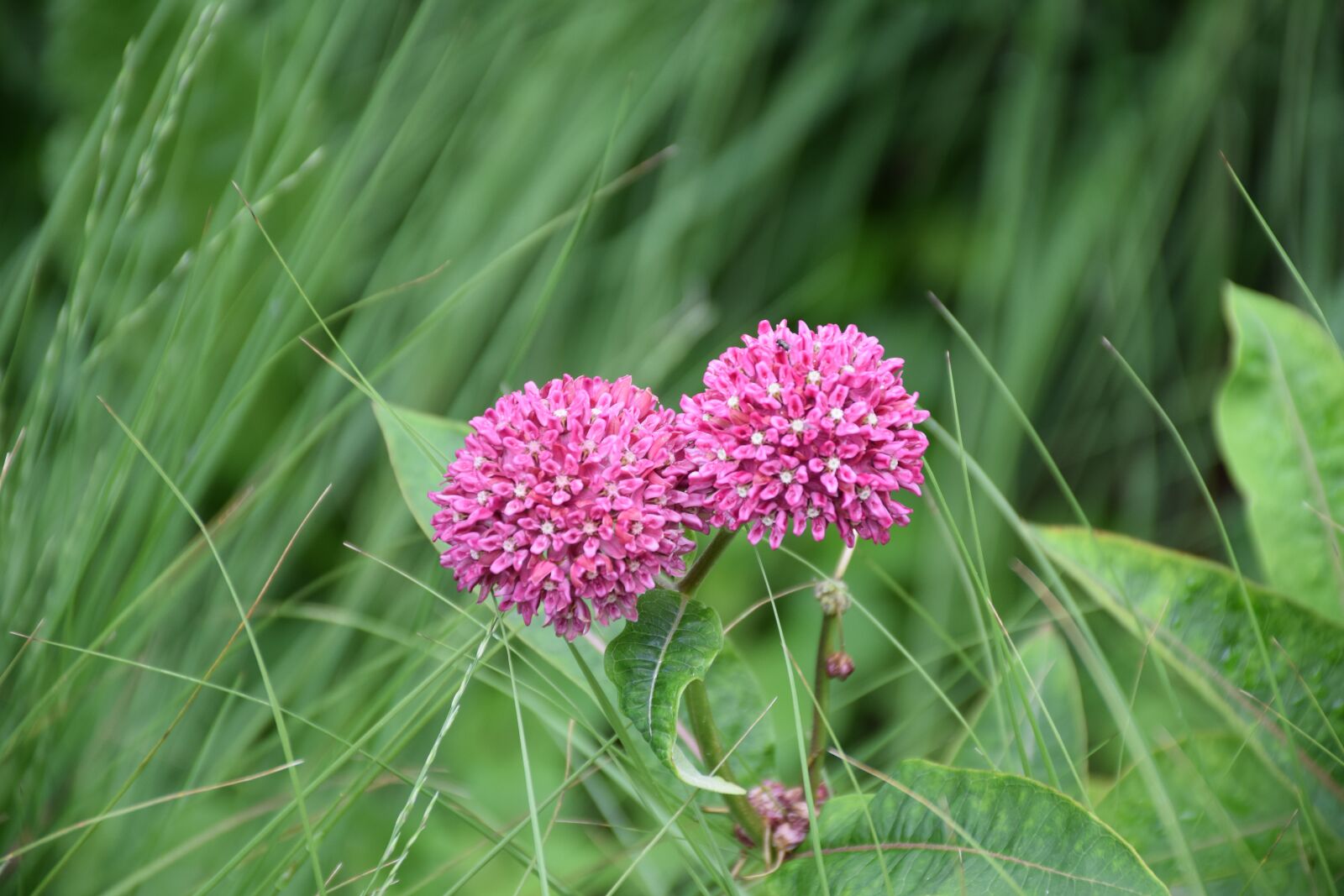 Nikon D3300 sample photo. Flower, inflorescence, pink photography