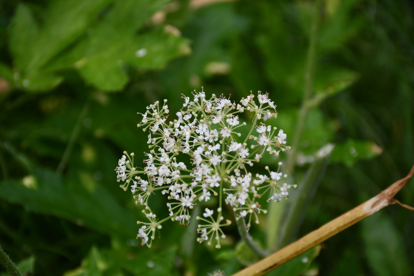Nikon D7500 sample photo