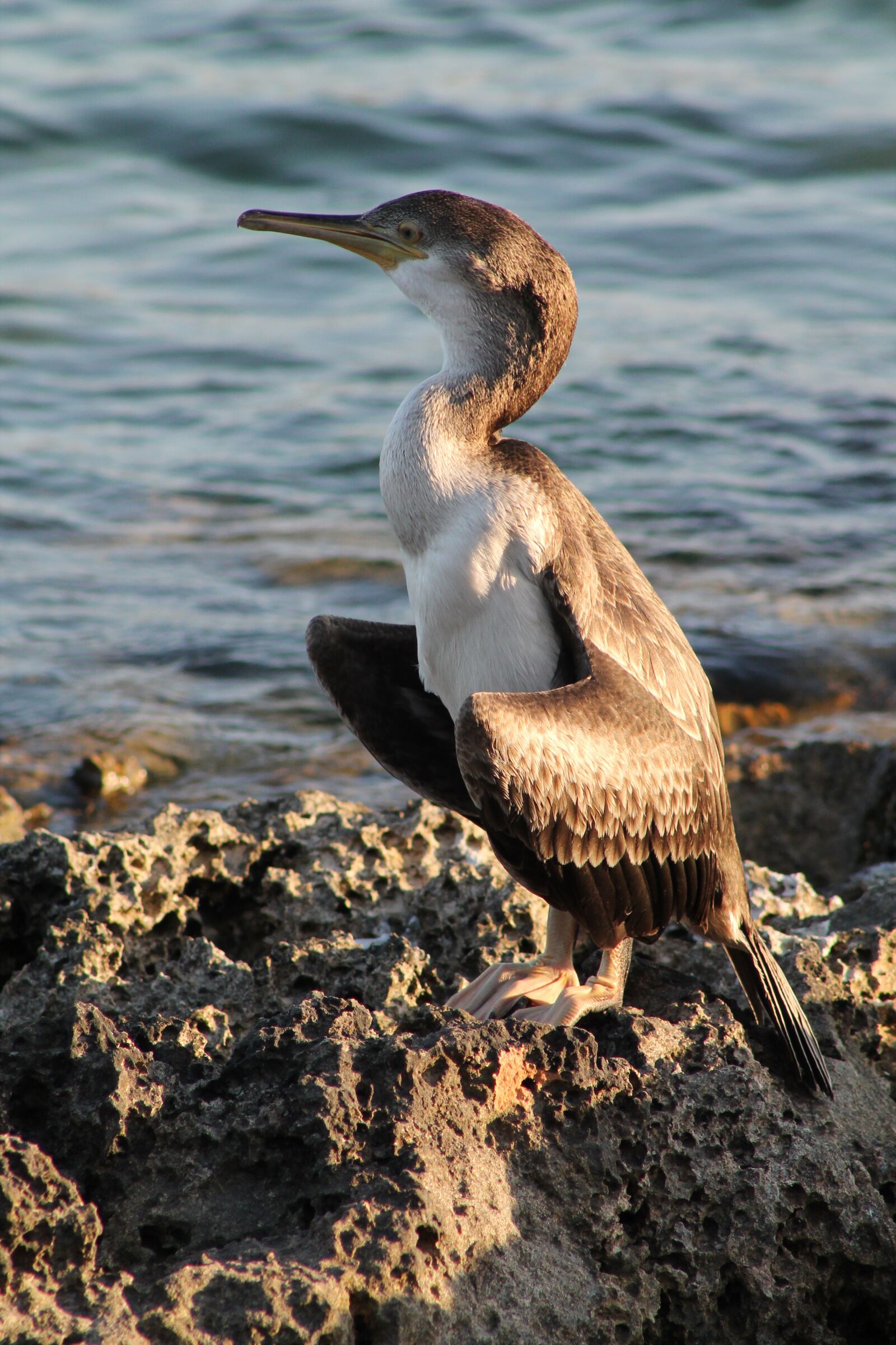 Canon EF75-300mm f/4-5.6 sample photo. Close up, cormorant, sea photography