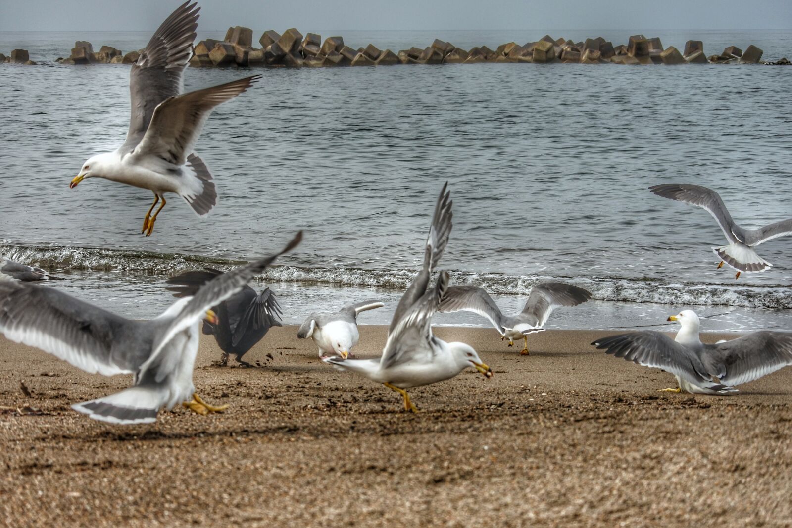 Nikon 1 Nikkor VR 30-110mm F3.8-5.6 sample photo. Animal, sea, beach photography