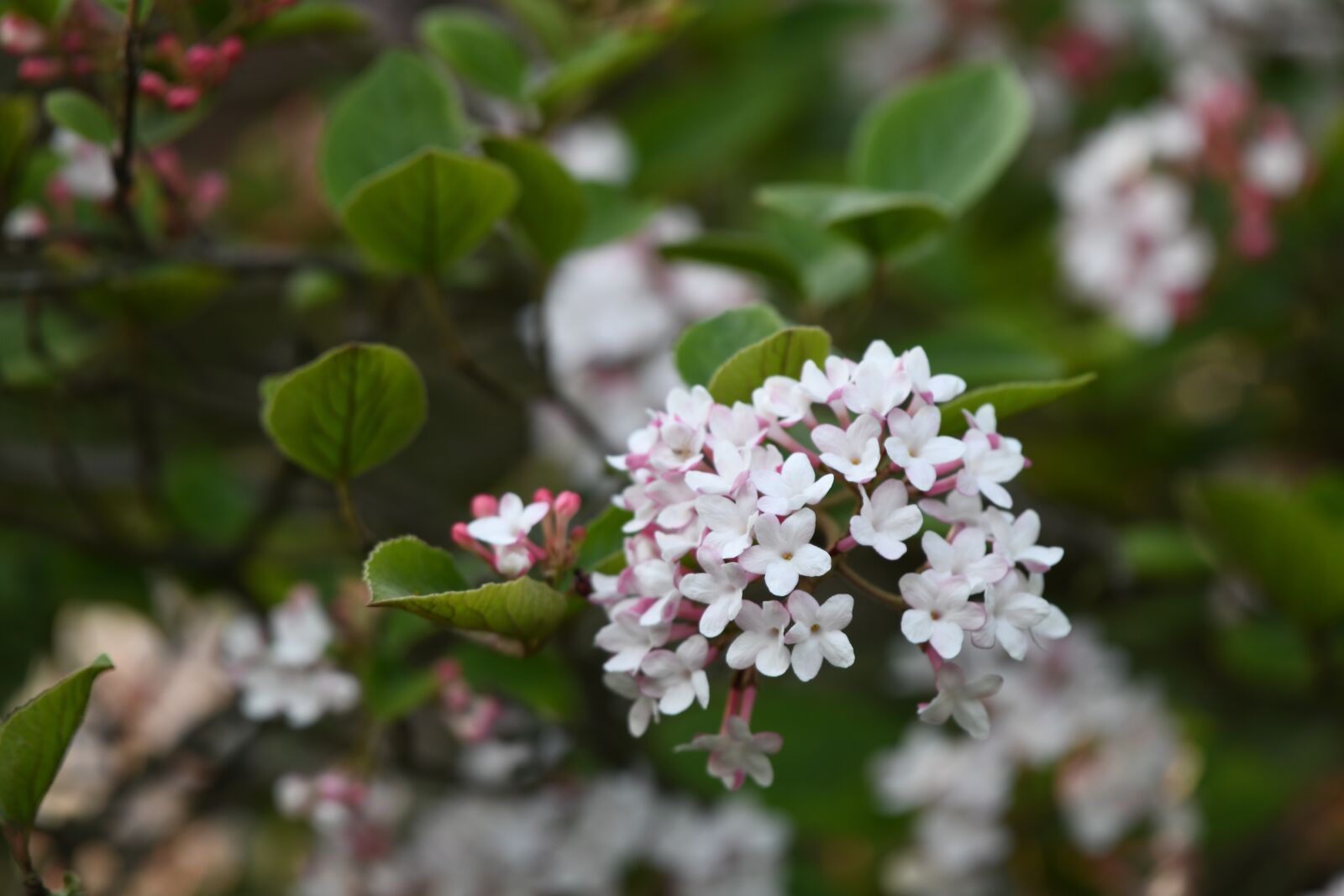 Nikon D850 sample photo. Flower, blossom, petal photography