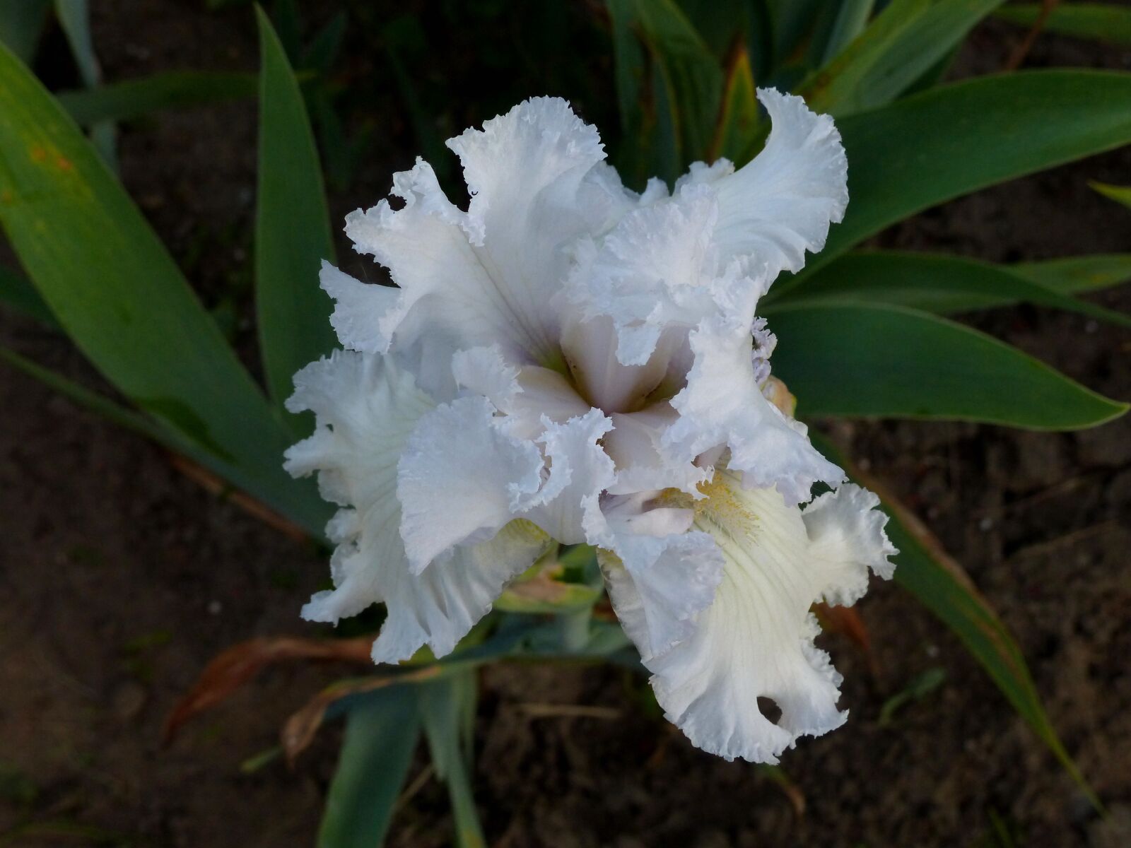 Panasonic Lumix DMC-FZ200 sample photo. Iris, flower, bloom photography