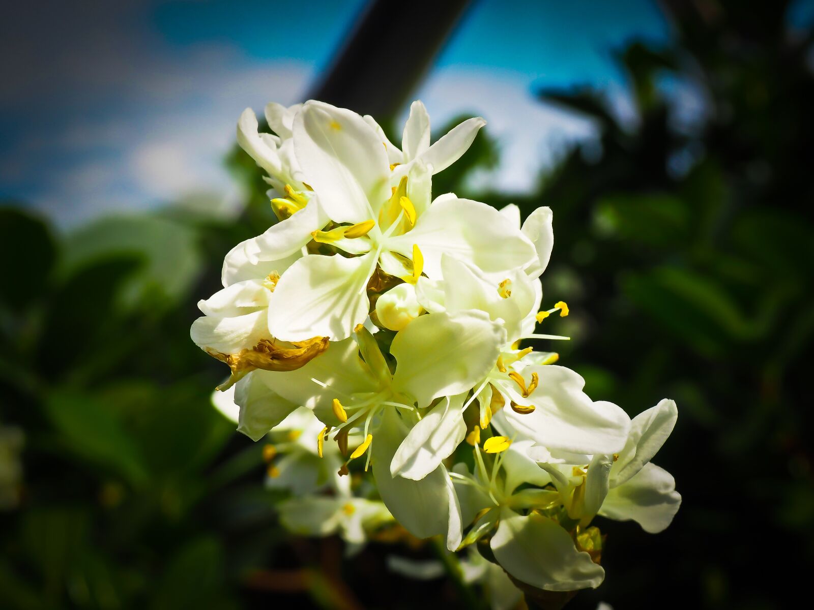 Olympus OM-D E-M10 sample photo. Zealand iris, iris, plant photography