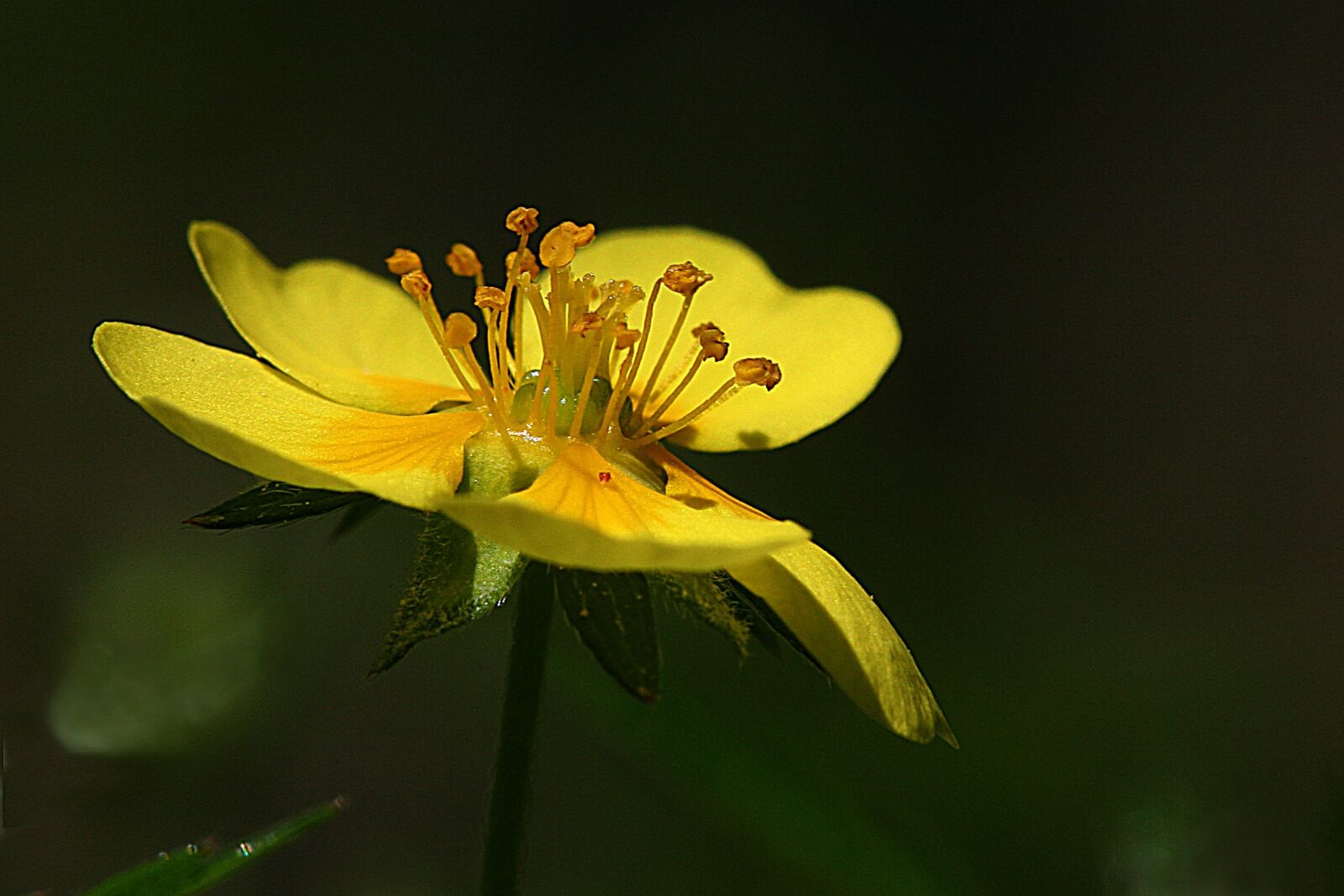 Canon EOS 20D sample photo. Flower, the nature of photography