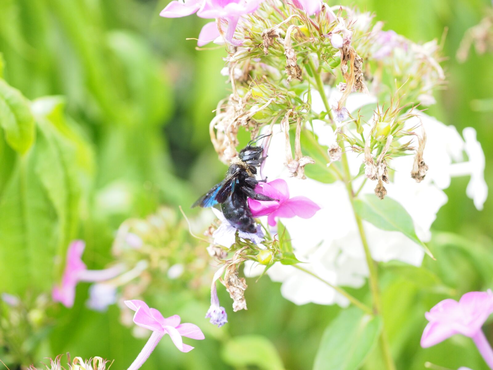 Olympus OM-D E-M1 + Olympus M.Zuiko Digital ED 12-40mm F2.8 Pro sample photo. Big blue wooden bee photography