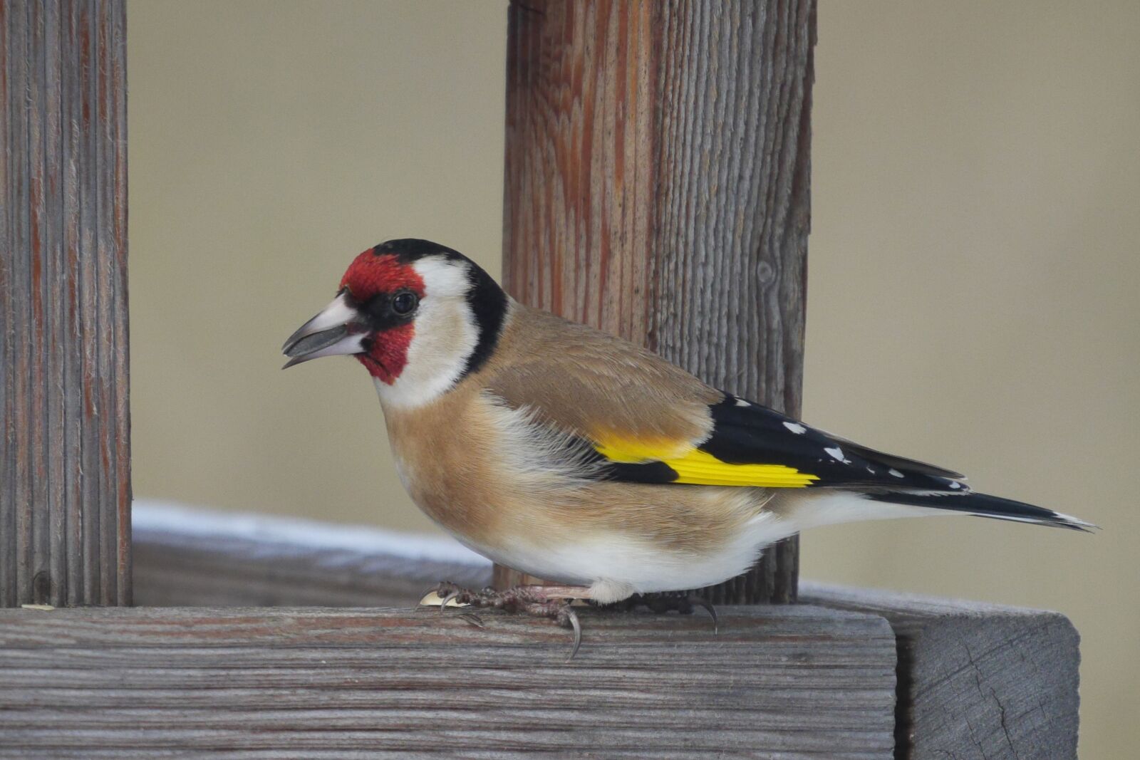 Panasonic Lumix DMC-GH3 sample photo. Bird, animal world, stieglitz photography