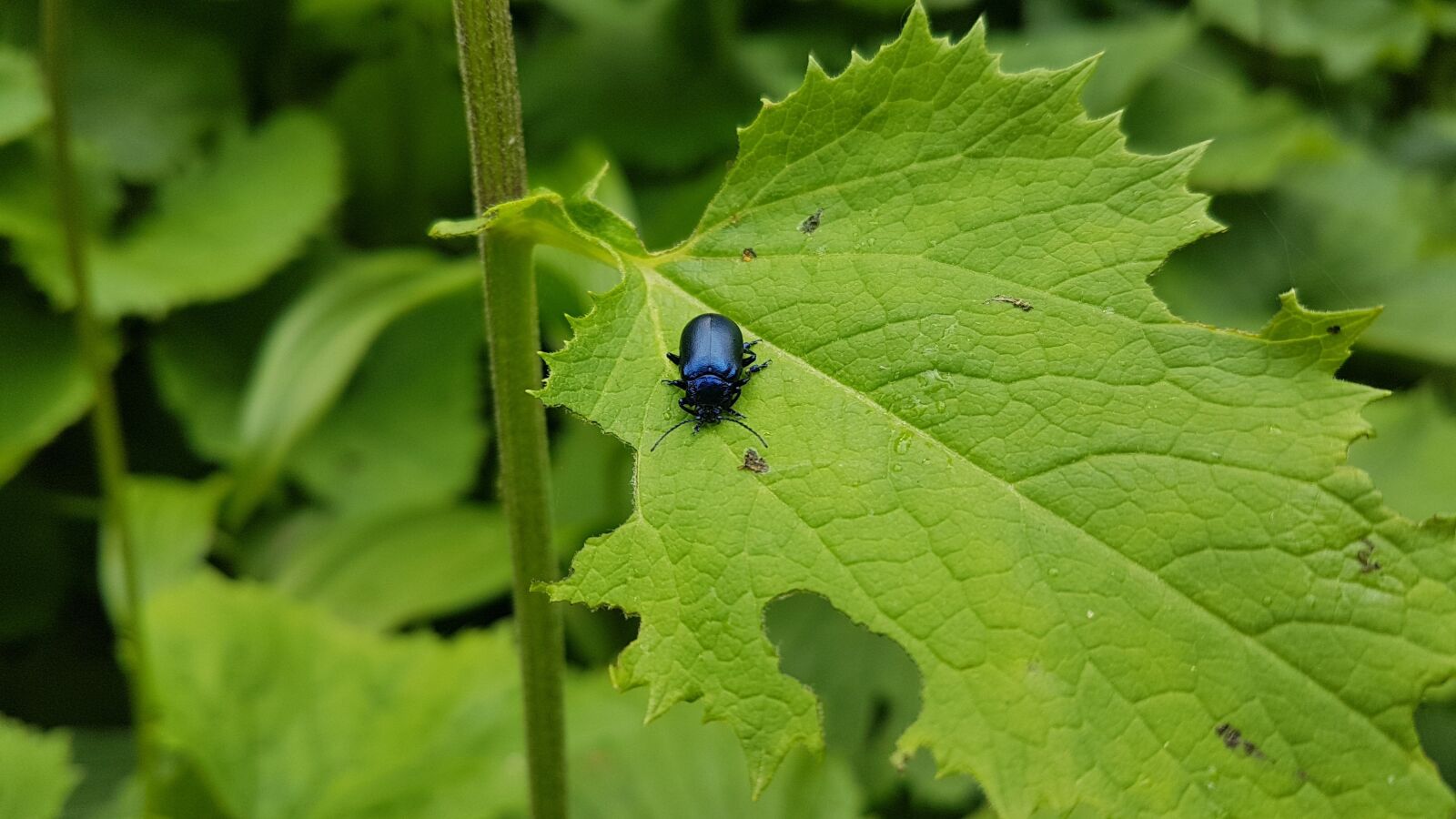 Samsung Galaxy S7 Edge sample photo. Leaf, beetle, garden photography