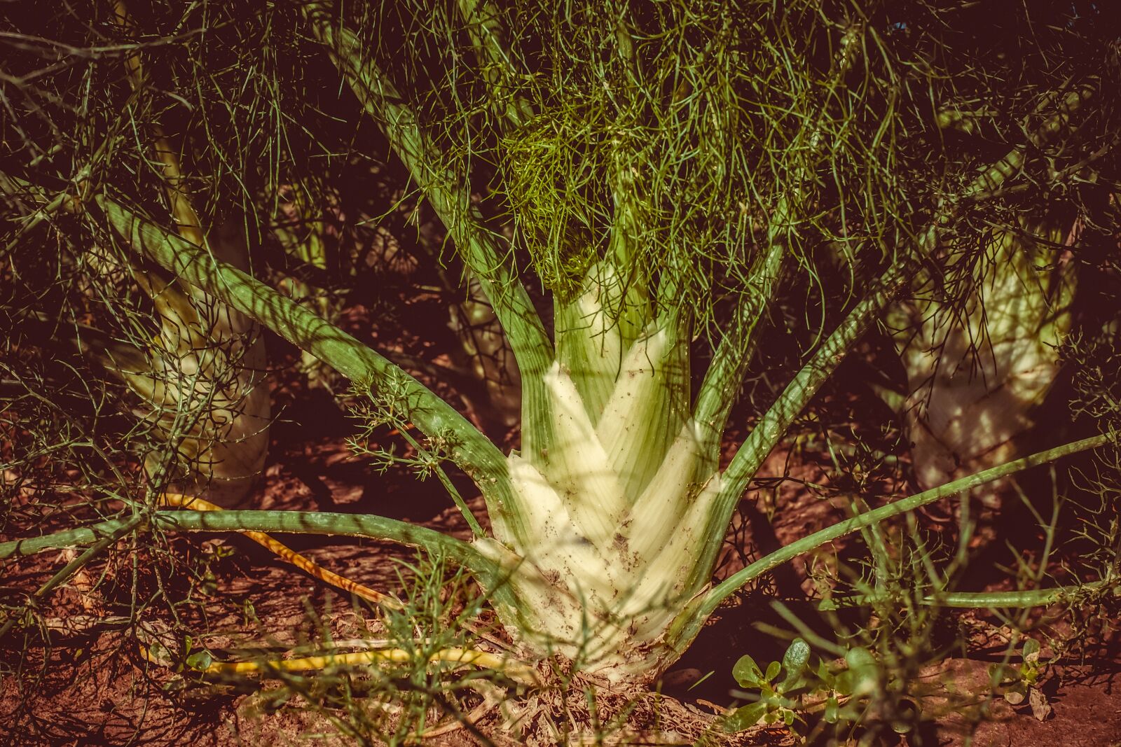 Fujifilm X-T10 + Fujifilm XF 35mm F1.4 R sample photo. Fennel, foeniculum vulgare, arable photography
