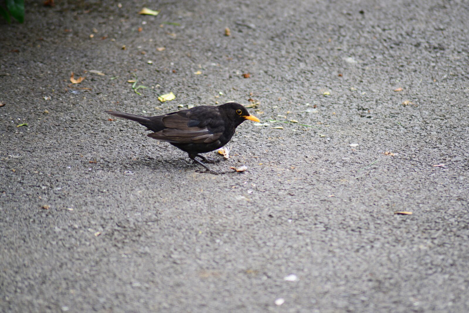 Nikon D800 sample photo. Blackbird, male, young photography