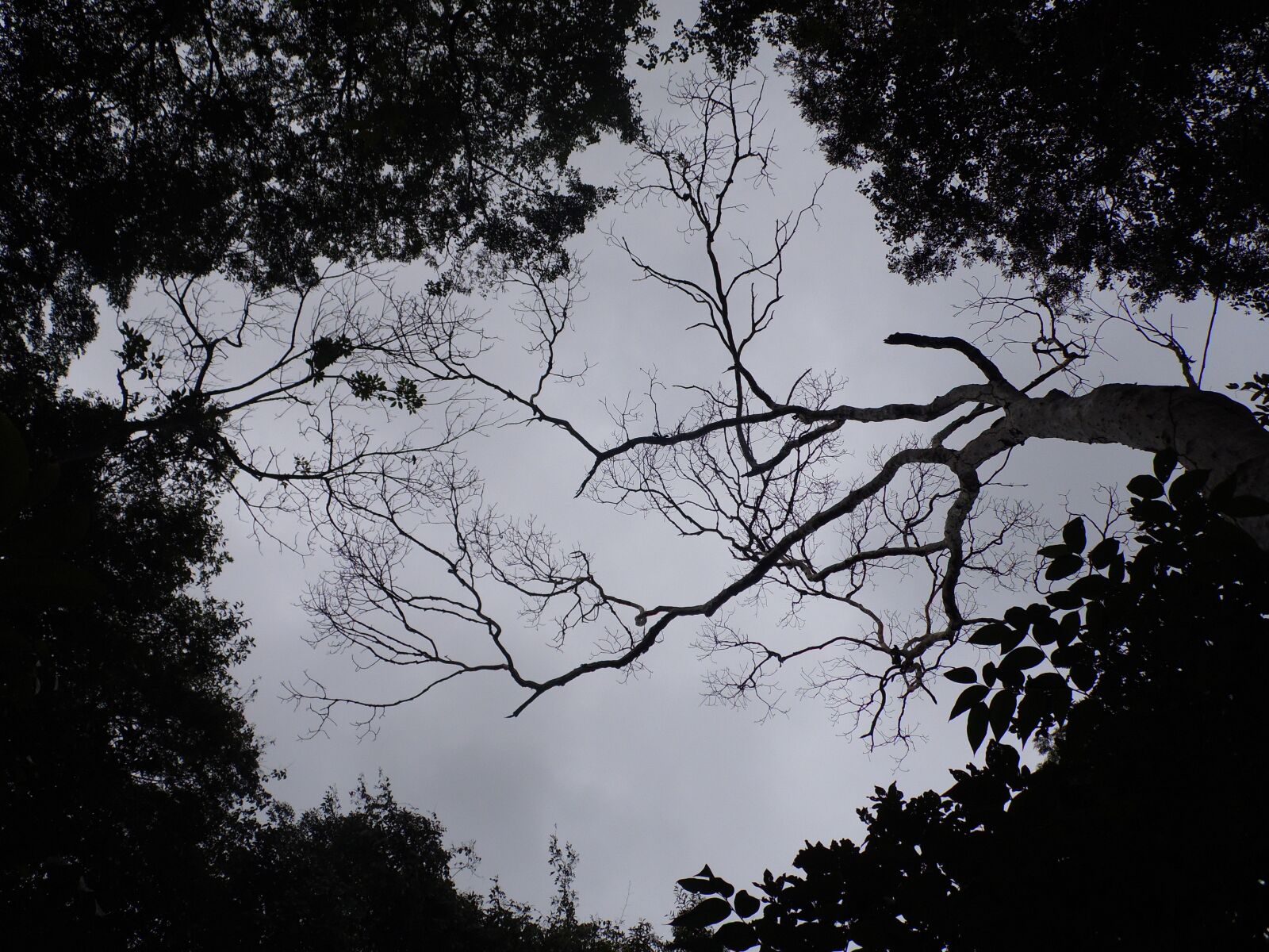 Samsung WB100/  WB101 sample photo. Landscape, cloudy, forest photography