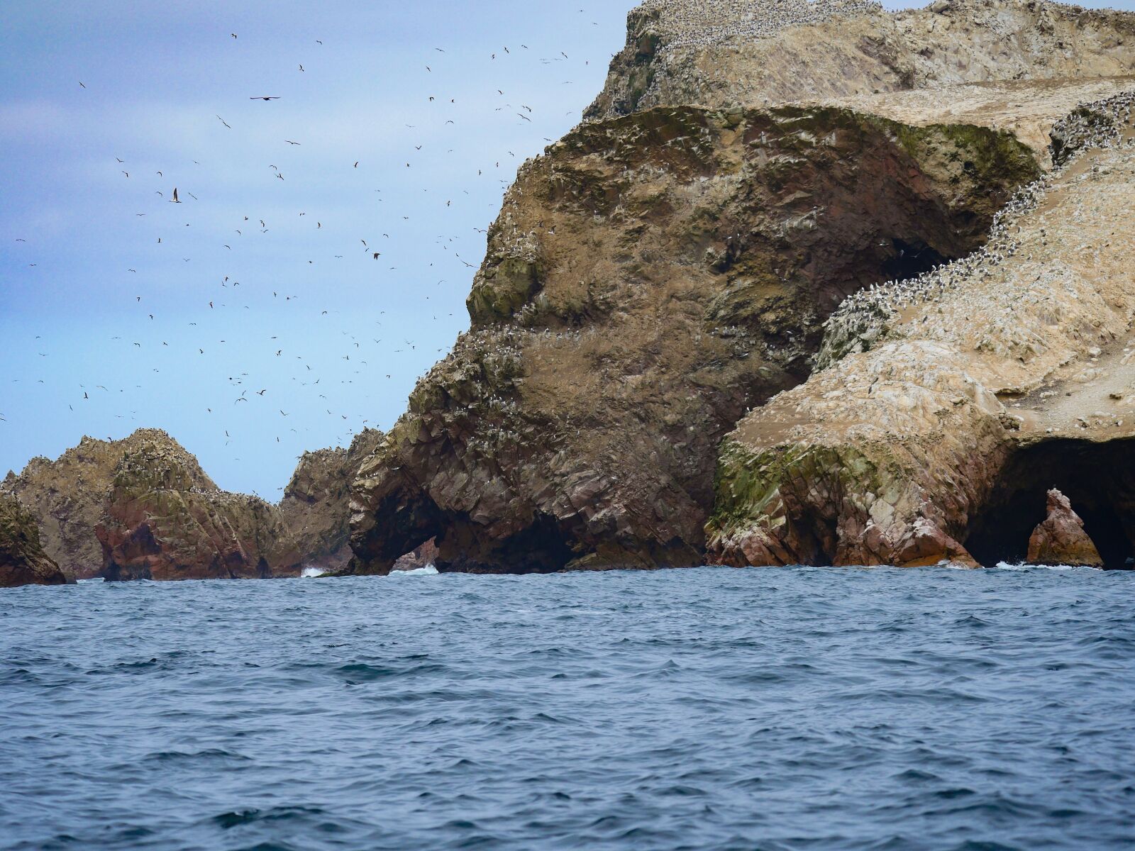 Panasonic Lumix DMC-GX8 + LEICA DG 100-400/F4.0-6.3 sample photo. Islas ballestas, birds, breed photography