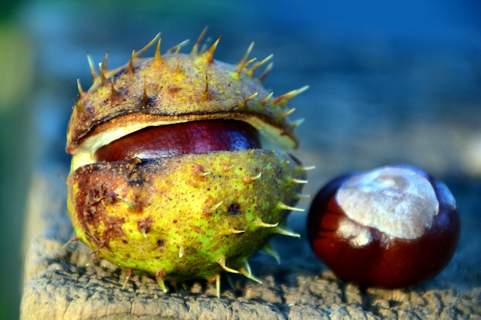 Nikon D3300 sample photo. Macro, daylight, detail, wood photography