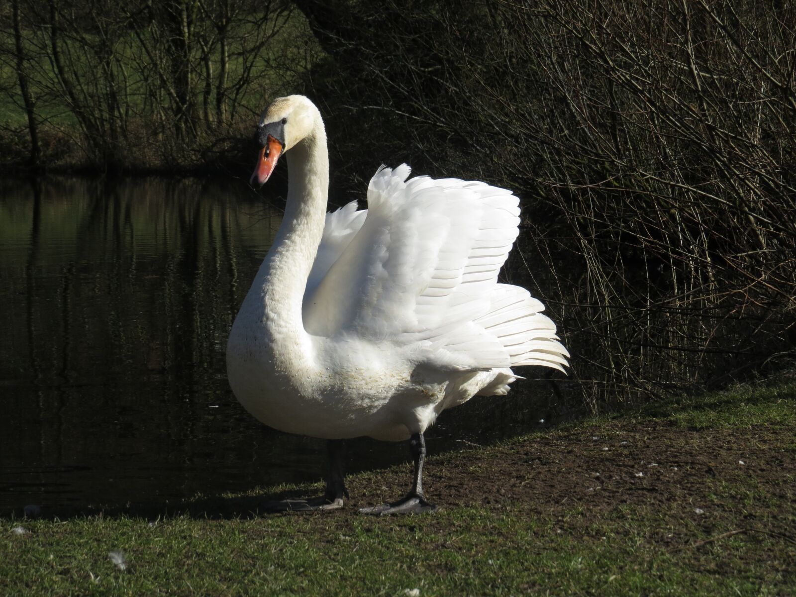 Canon PowerShot SX50 HS sample photo. Swan, bird, white photography