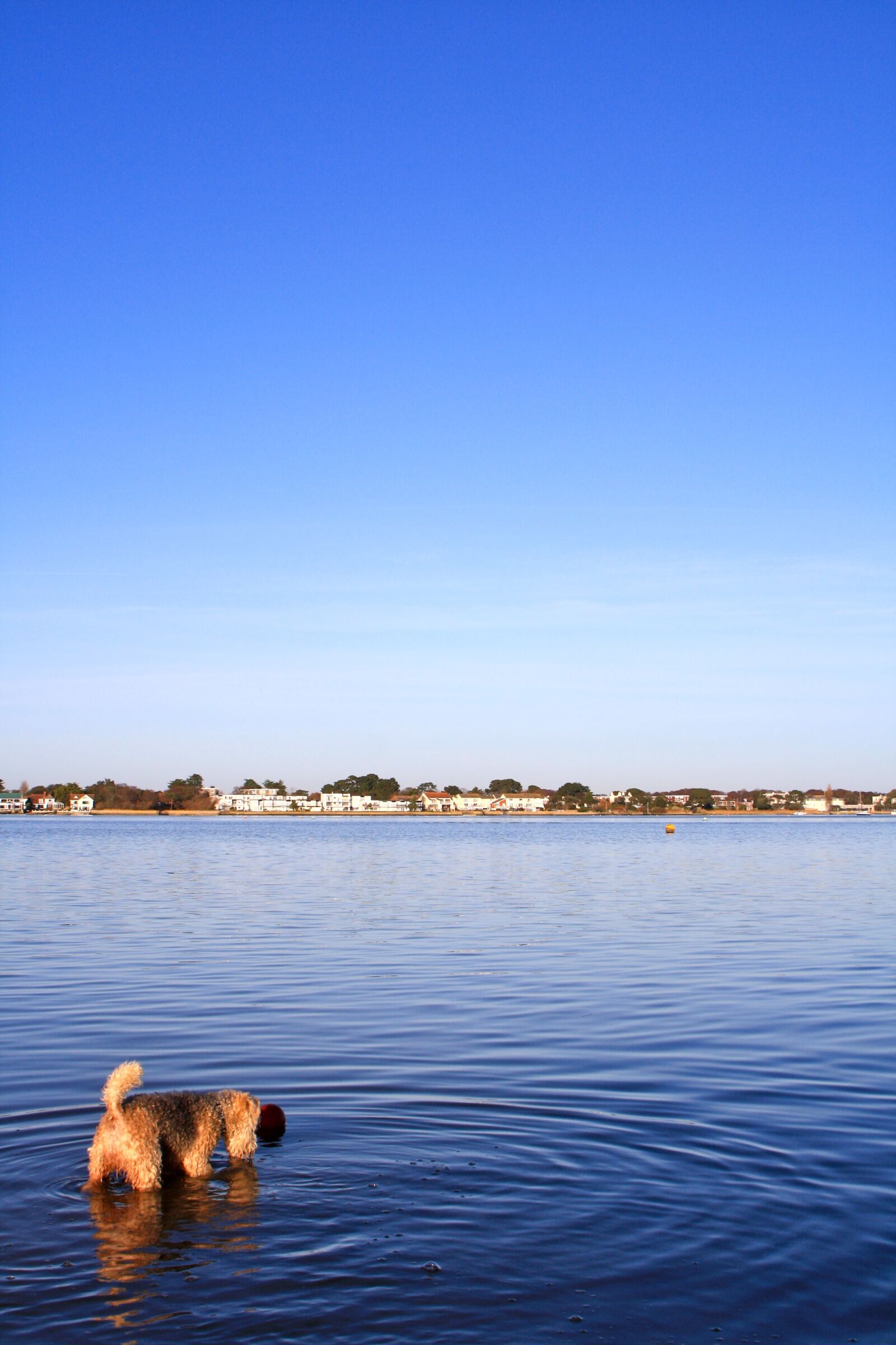 Canon EOS 1000D (EOS Digital Rebel XS / EOS Kiss F) sample photo. Dog, harbour, sea photography