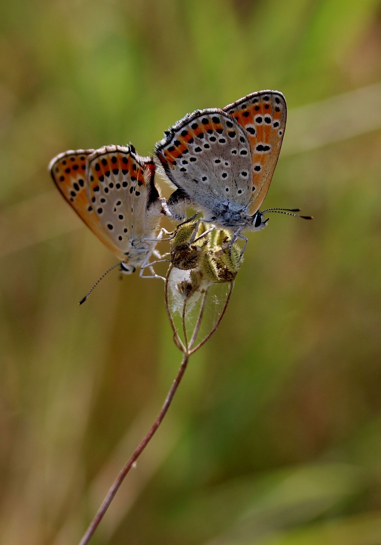 Canon EF-S 60mm F2.8 Macro USM sample photo. Butterfly, pair, mating photography