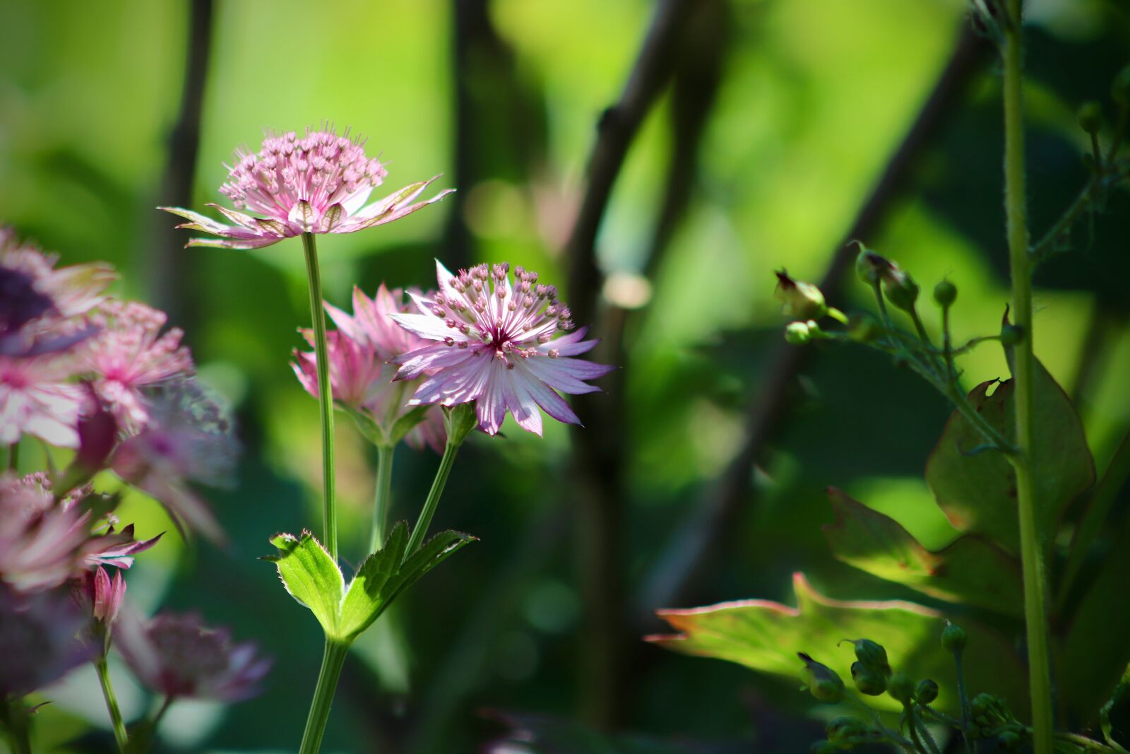 Canon EF75-300mm f/4-5.6 sample photo. Masterwort, astrantia, flowers photography