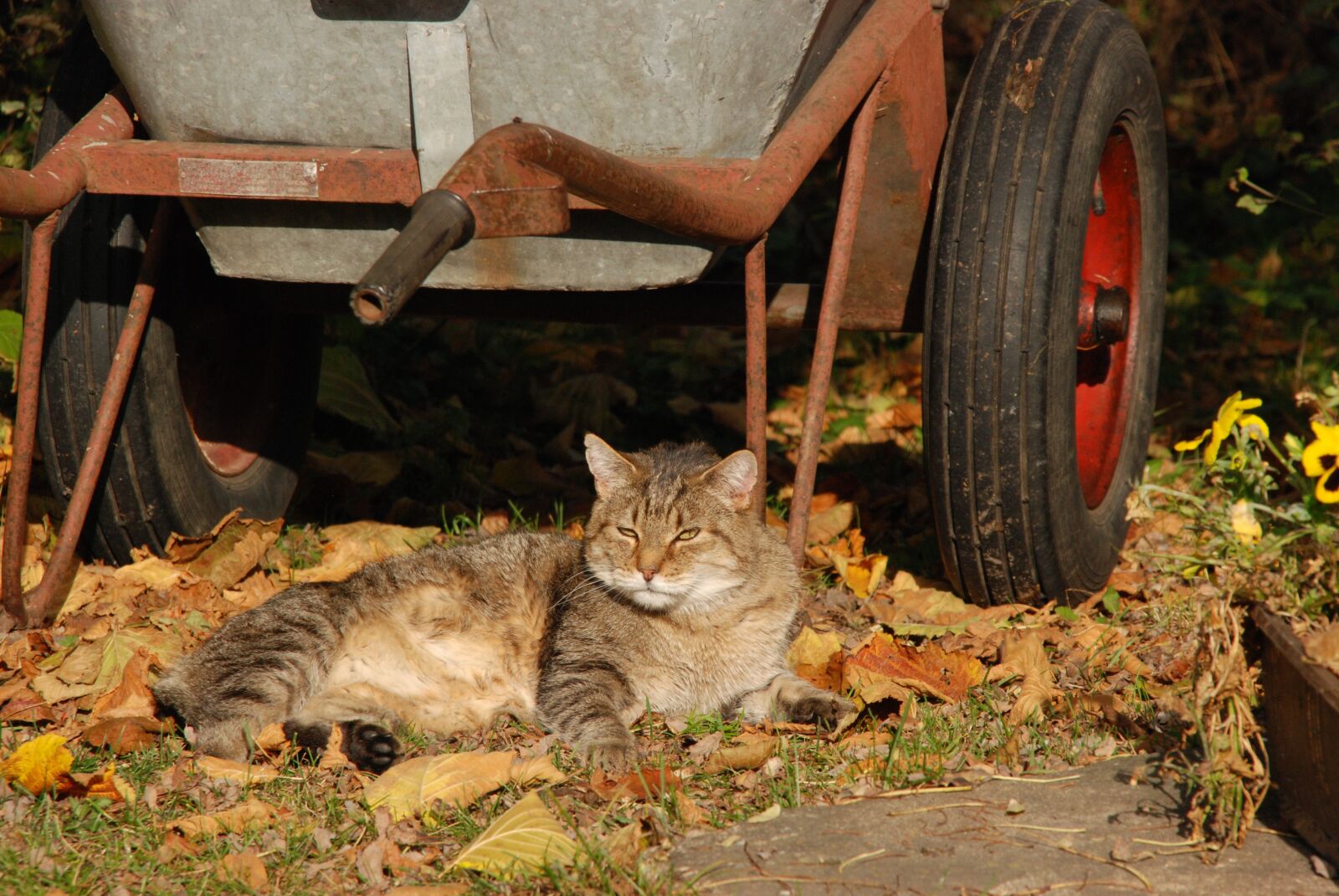 Nikon D80 sample photo. Cat, sun, lazy photography