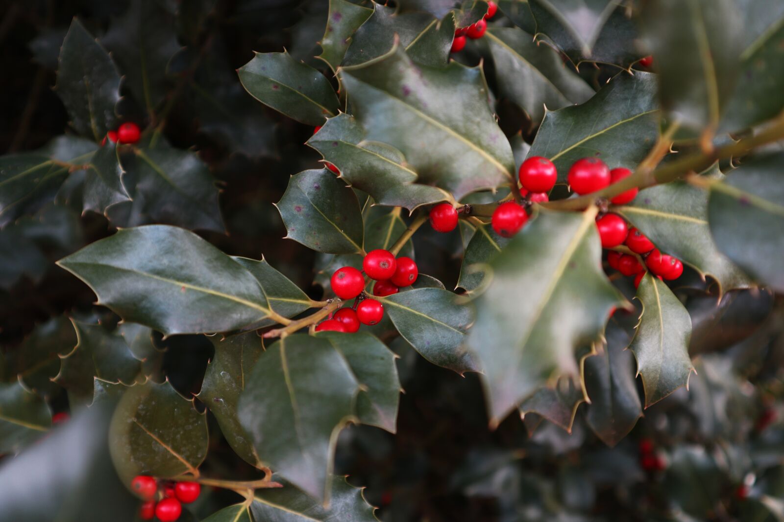 Canon EOS M100 sample photo. Holly, red fruits, christmas photography