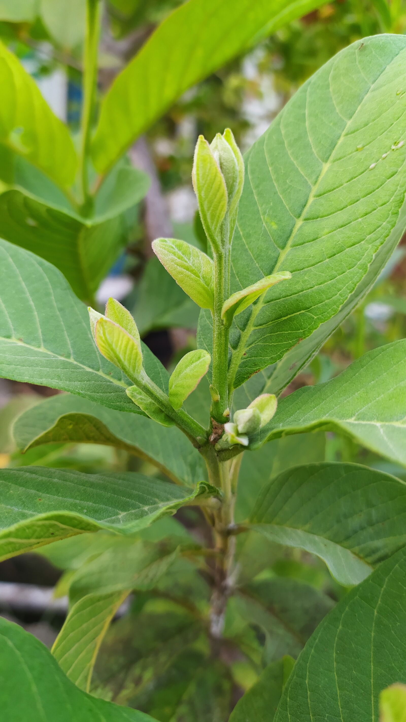 Xiaomi Redmi Note 8 sample photo. Leaf, shoots, guava leaves photography