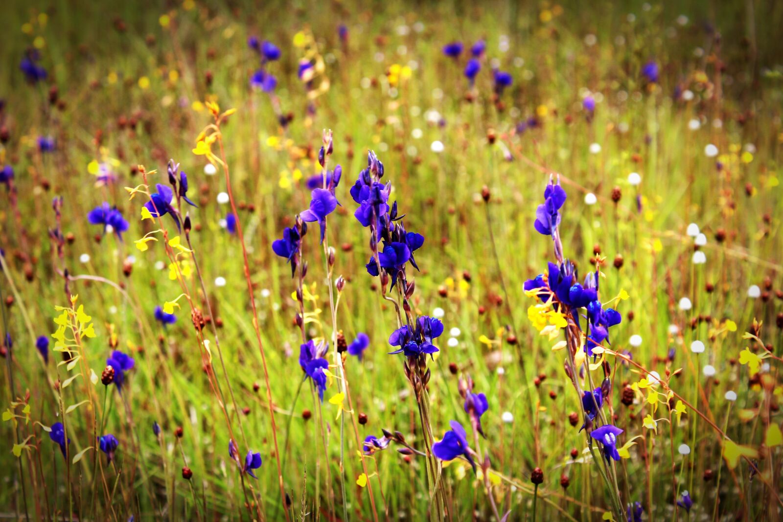 Canon EOS 650D (EOS Rebel T4i / EOS Kiss X6i) sample photo. Flower, field, wild photography