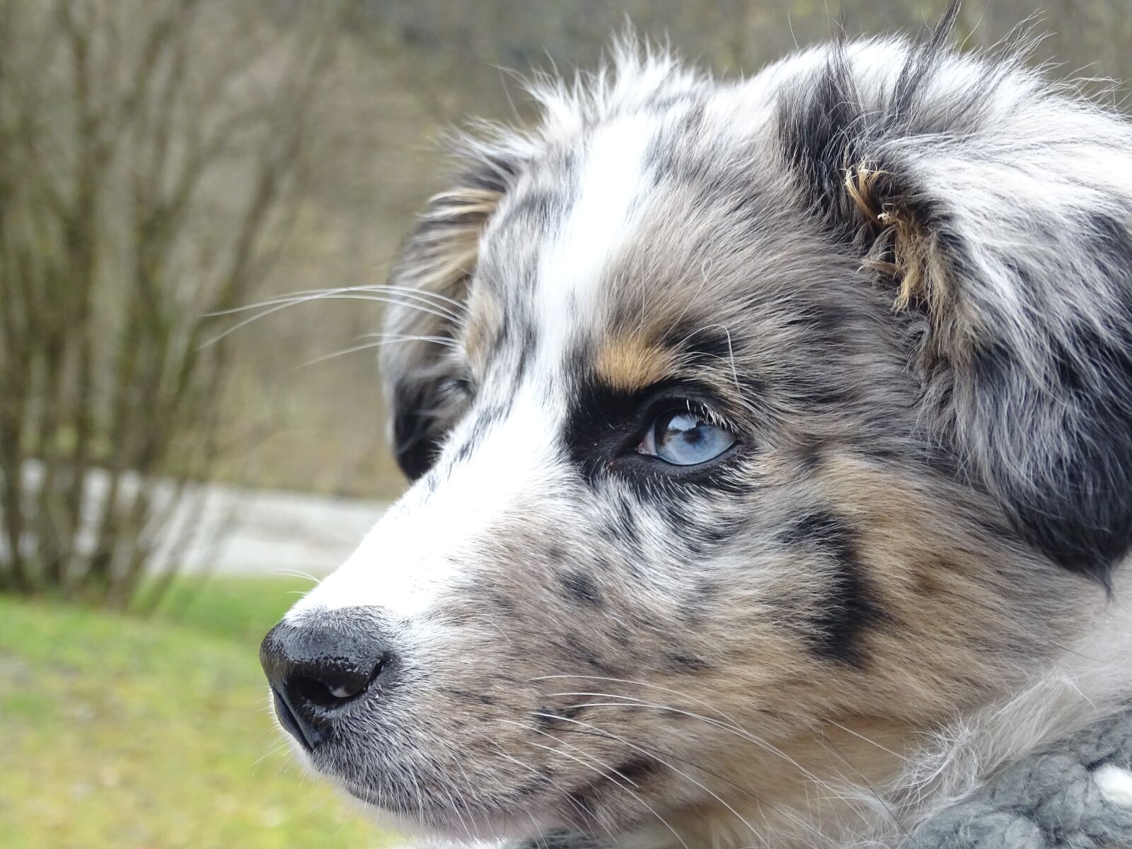 Sony Cyber-shot DSC-HX400V sample photo. Australian shepherd, dog, merle photography