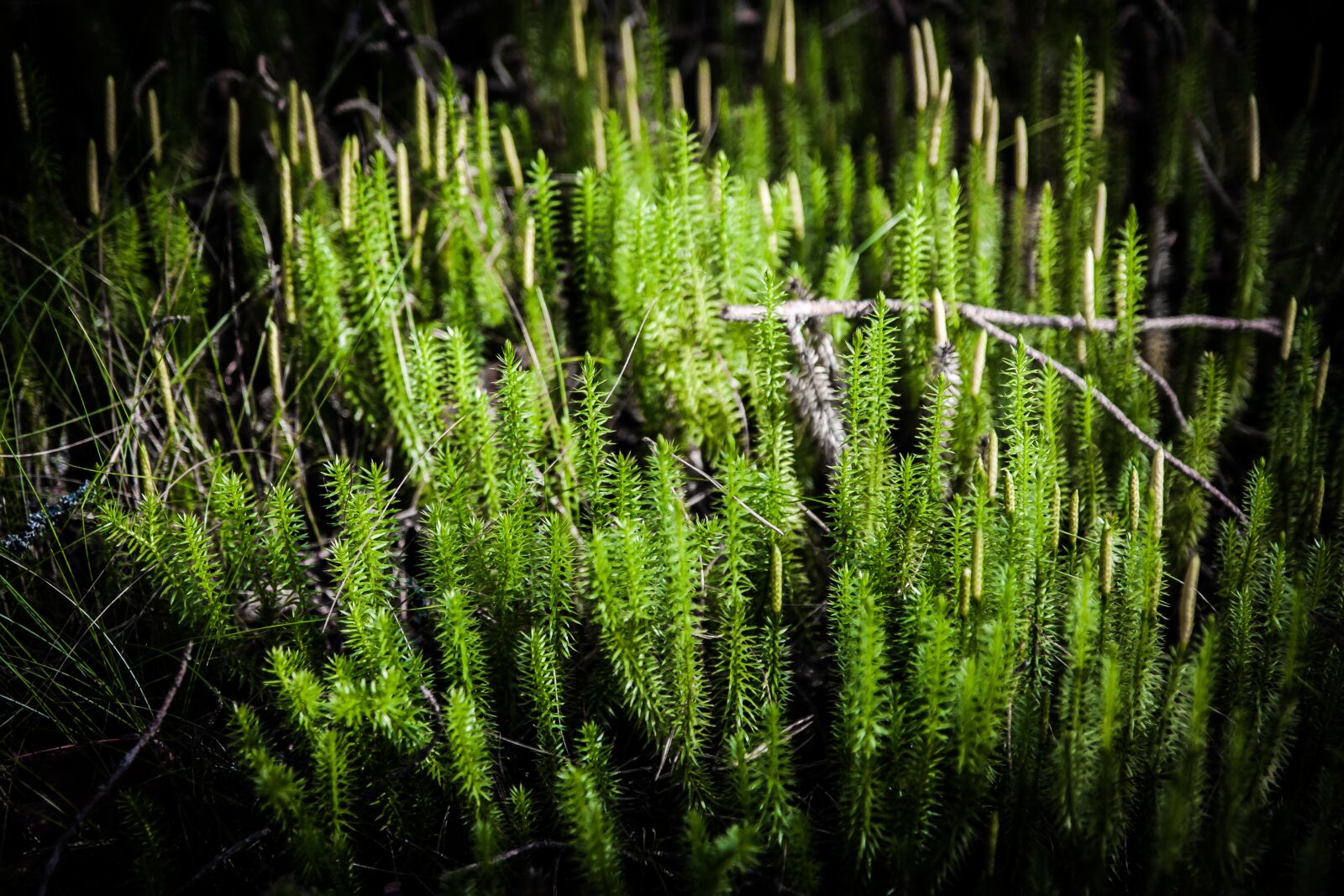 Canon EOS 40D sample photo. Moss, forest, nature photography