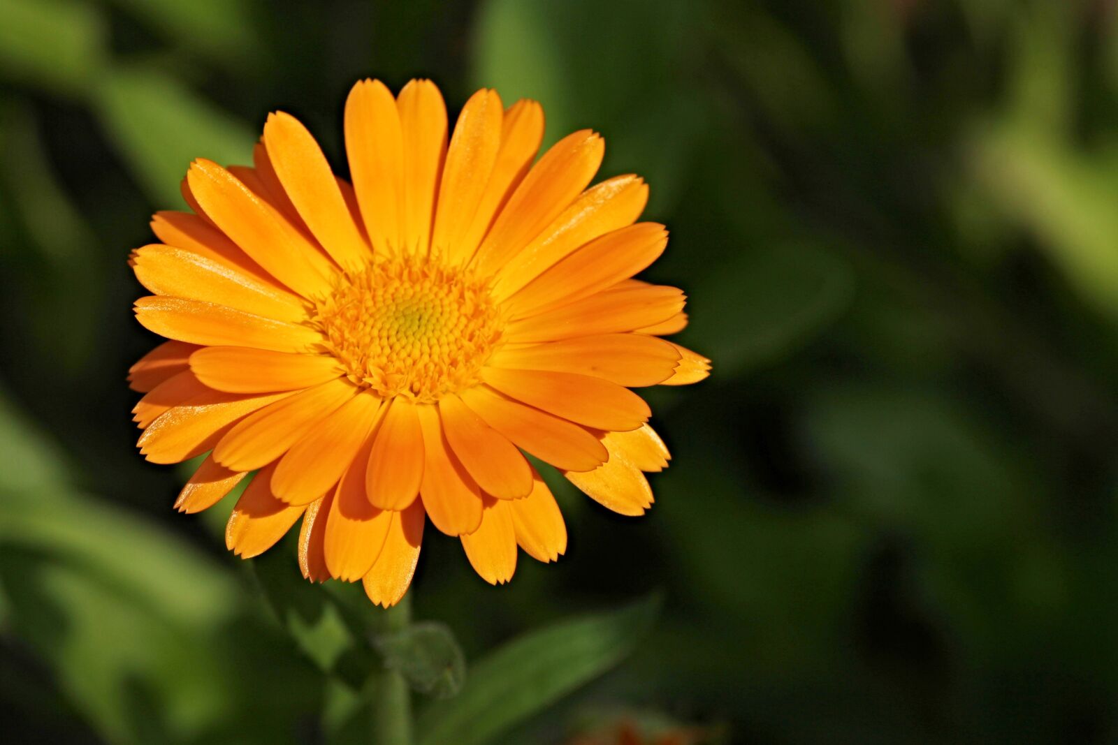 Canon EOS 1100D (EOS Rebel T3 / EOS Kiss X50) sample photo. Marigold, calendula officinalis, gardening photography