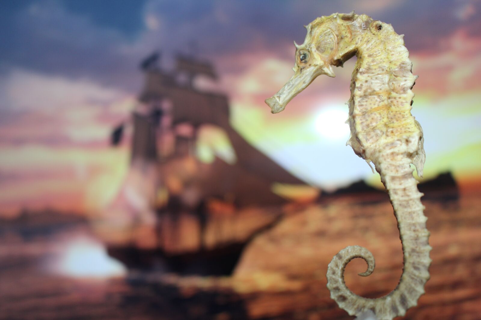 Canon EOS 700D (EOS Rebel T5i / EOS Kiss X7i) sample photo. Hippocampus, the sea, giant photography