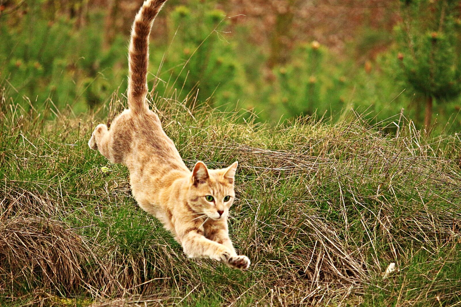 Canon EOS 100D (EOS Rebel SL1 / EOS Kiss X7) sample photo. Cat, jump, kitten photography