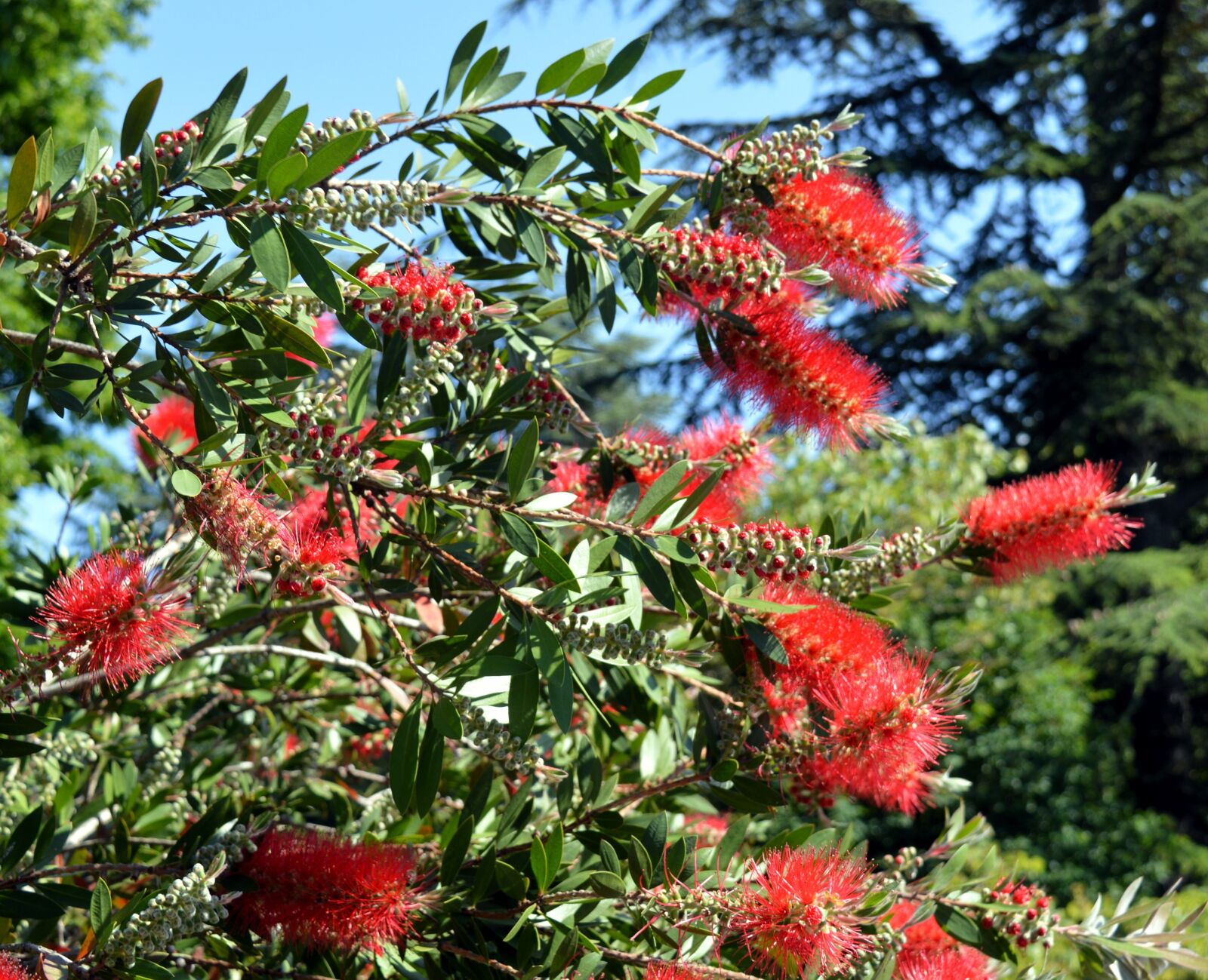 Nikon D3200 sample photo. Bottlebrush, callistemon, myrtle family photography