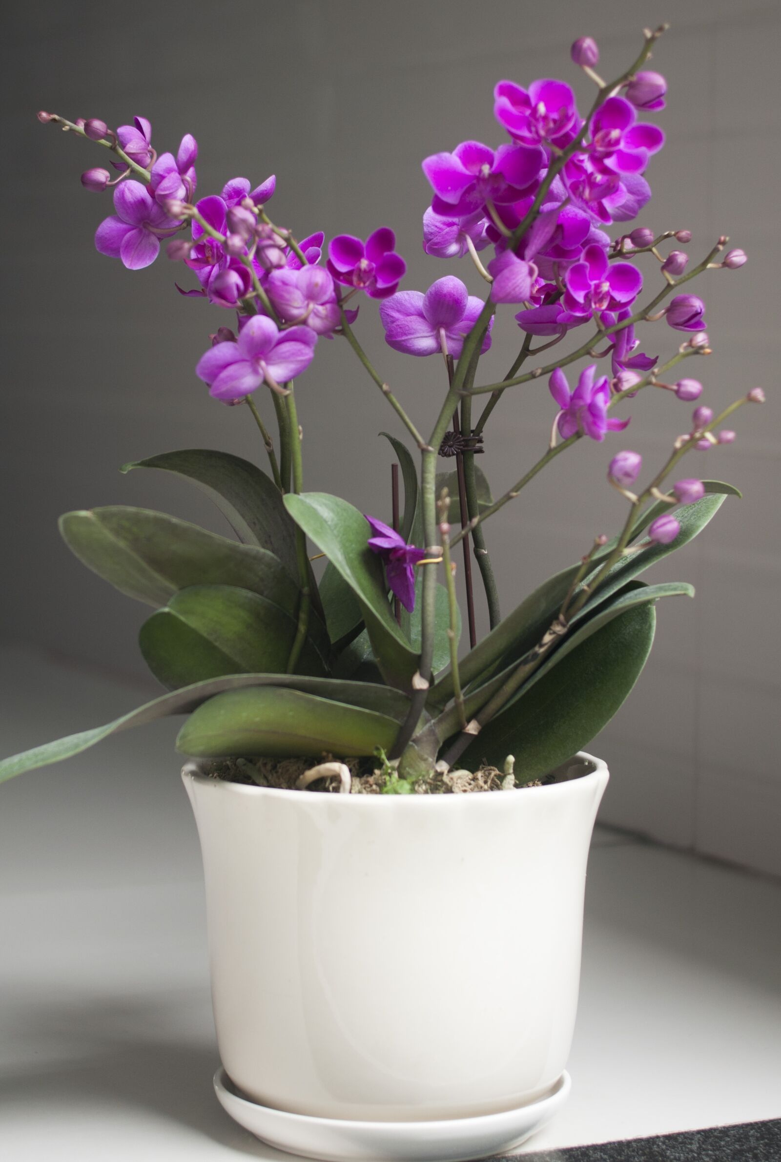 Nikon D90 sample photo. Violet, pot, blooming photography