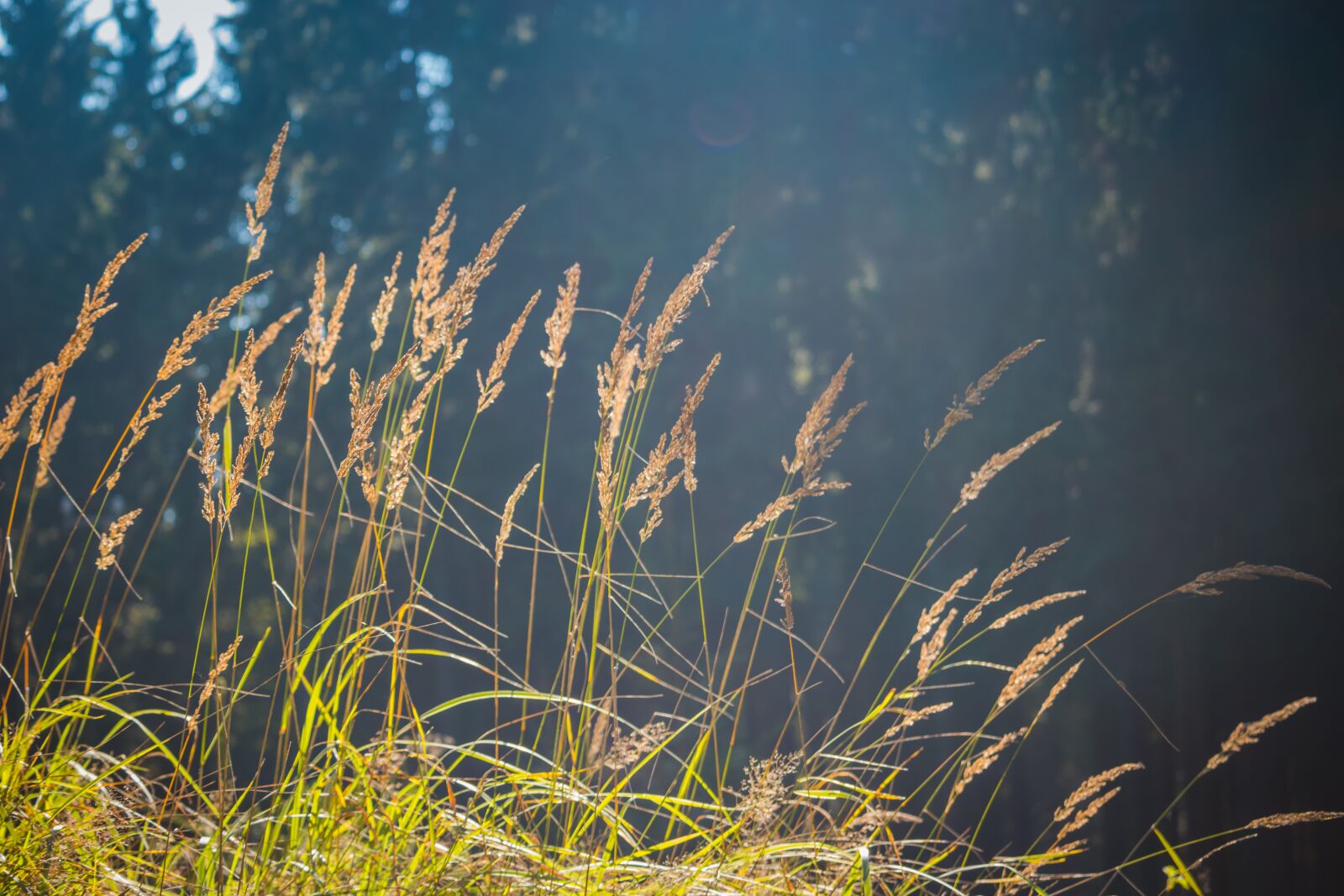 Canon EOS 100D (EOS Rebel SL1 / EOS Kiss X7) sample photo. Straws, grass, background photography