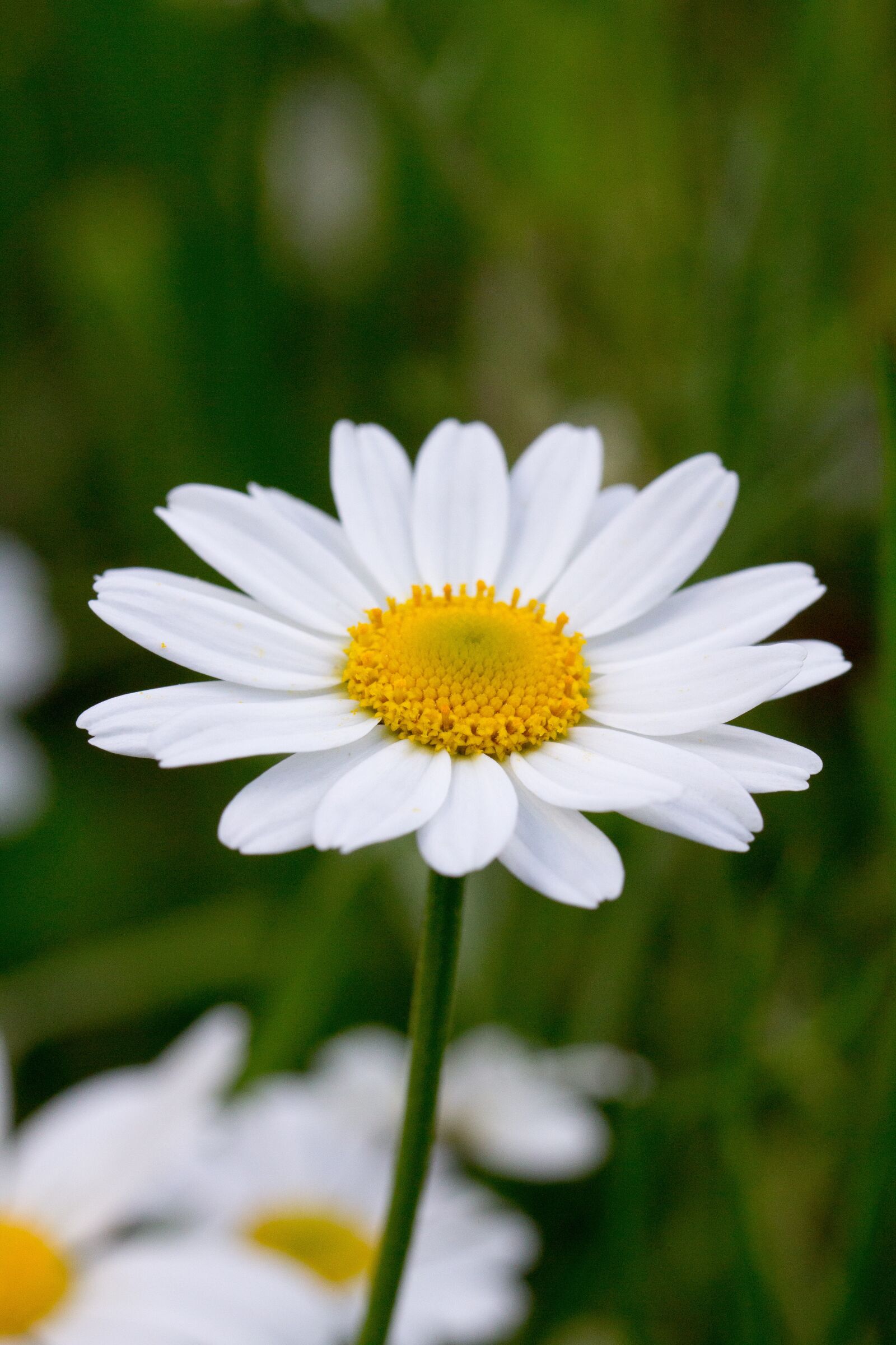 Canon EOS 60D sample photo. Margarithe, margarite, flower photography