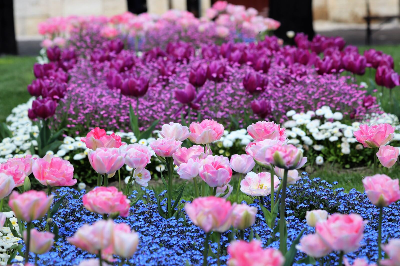 Canon EOS 200D (EOS Rebel SL2 / EOS Kiss X9) sample photo. Spring, pink tulips, blue photography