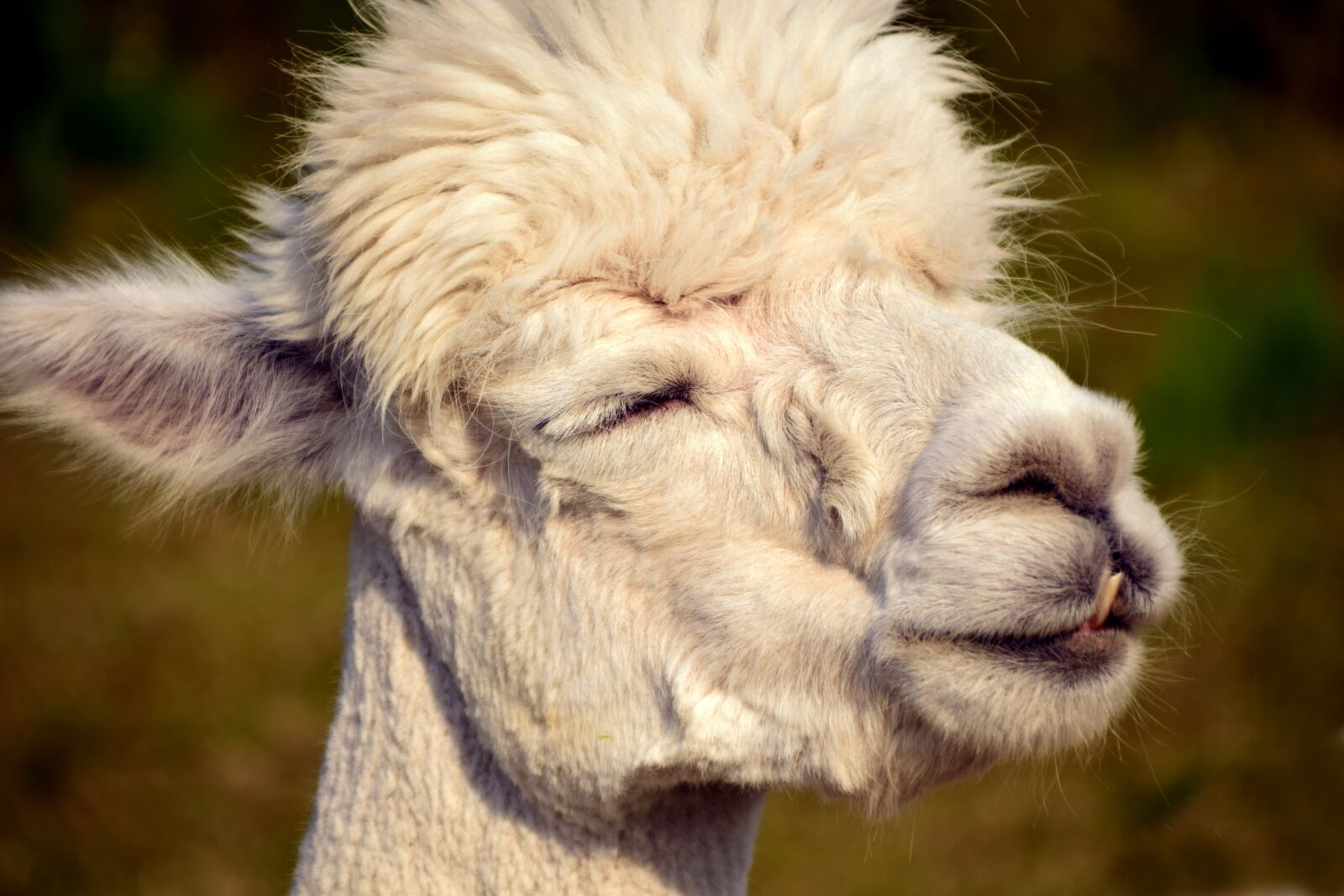 Nikon D3300 sample photo. Alpaca, head, animal photography