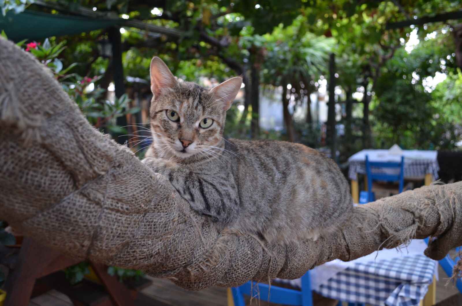 Nikon D5100 sample photo. Cat, greek, tavern photography