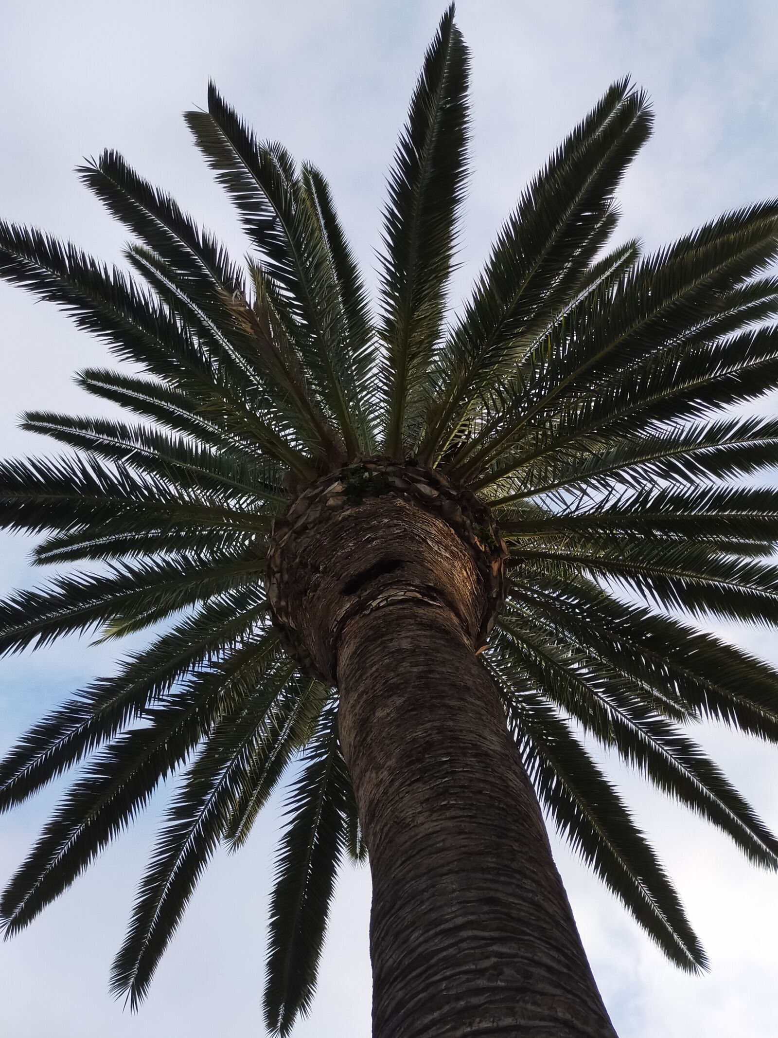 OPPO A9 2020 sample photo. Los angeles, palm tree photography